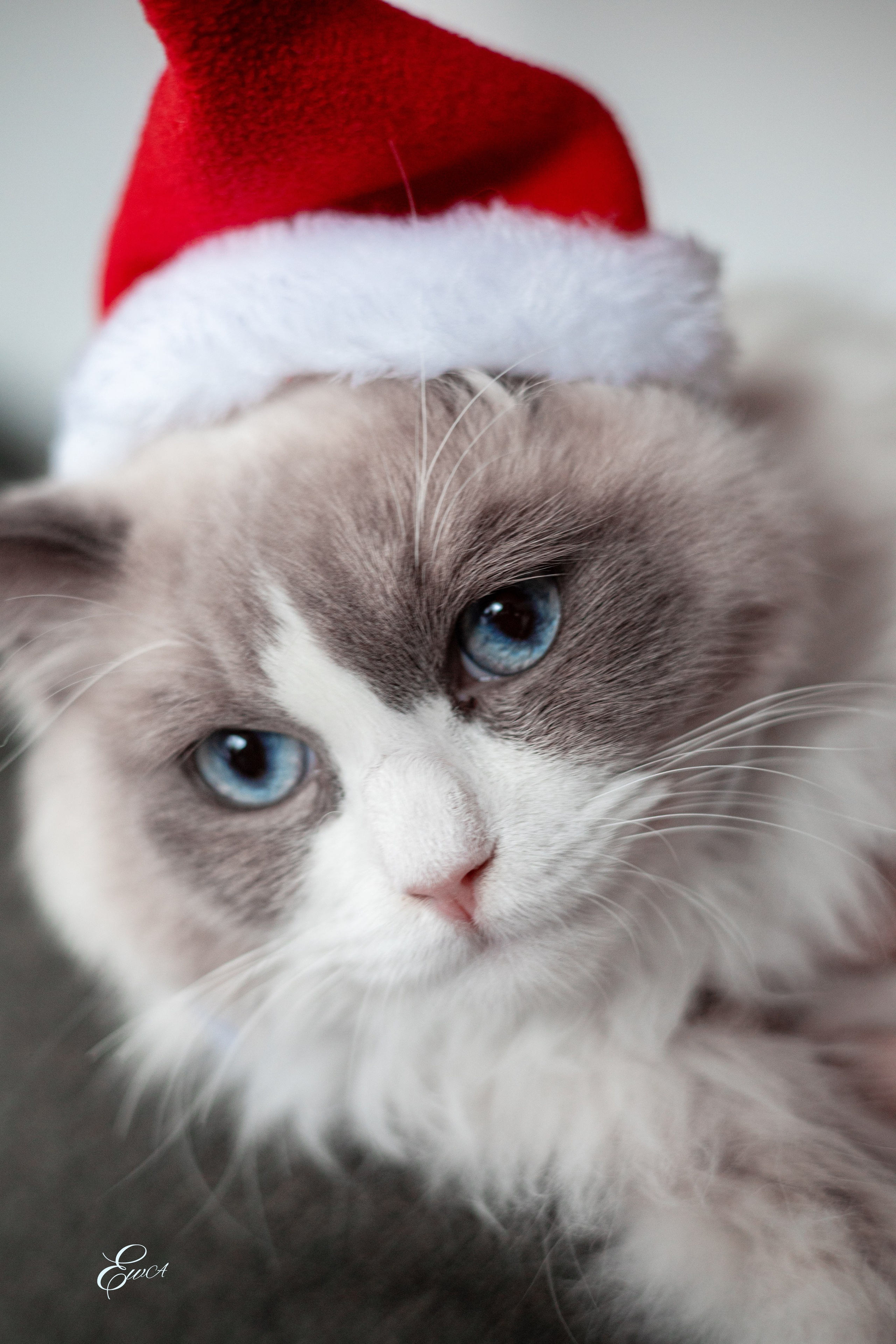Le monde autour de nous. Photographe de famille à Montréal Ewa Molchanovskaya