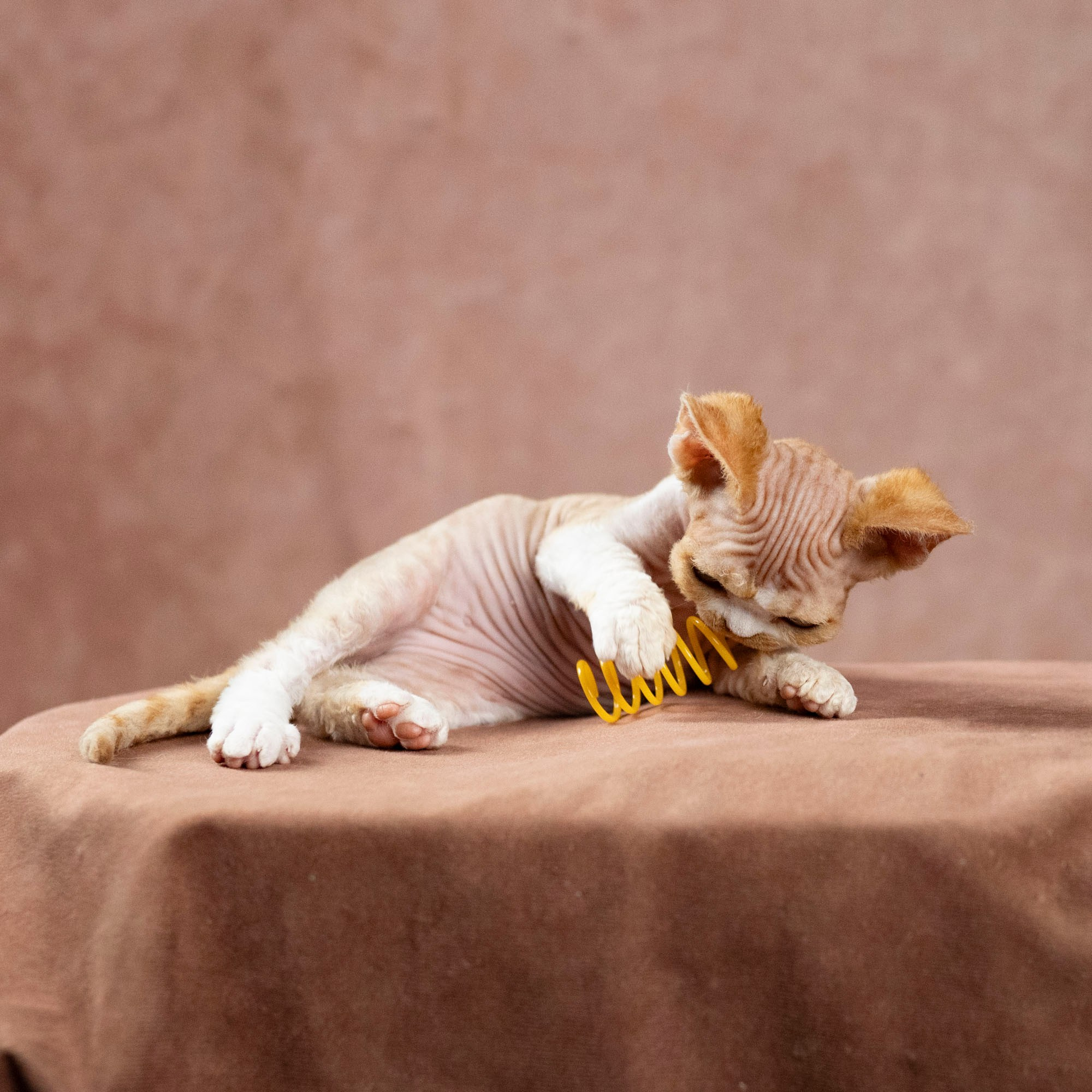 Dobby, boy. Devon Rex Pixie Cattery