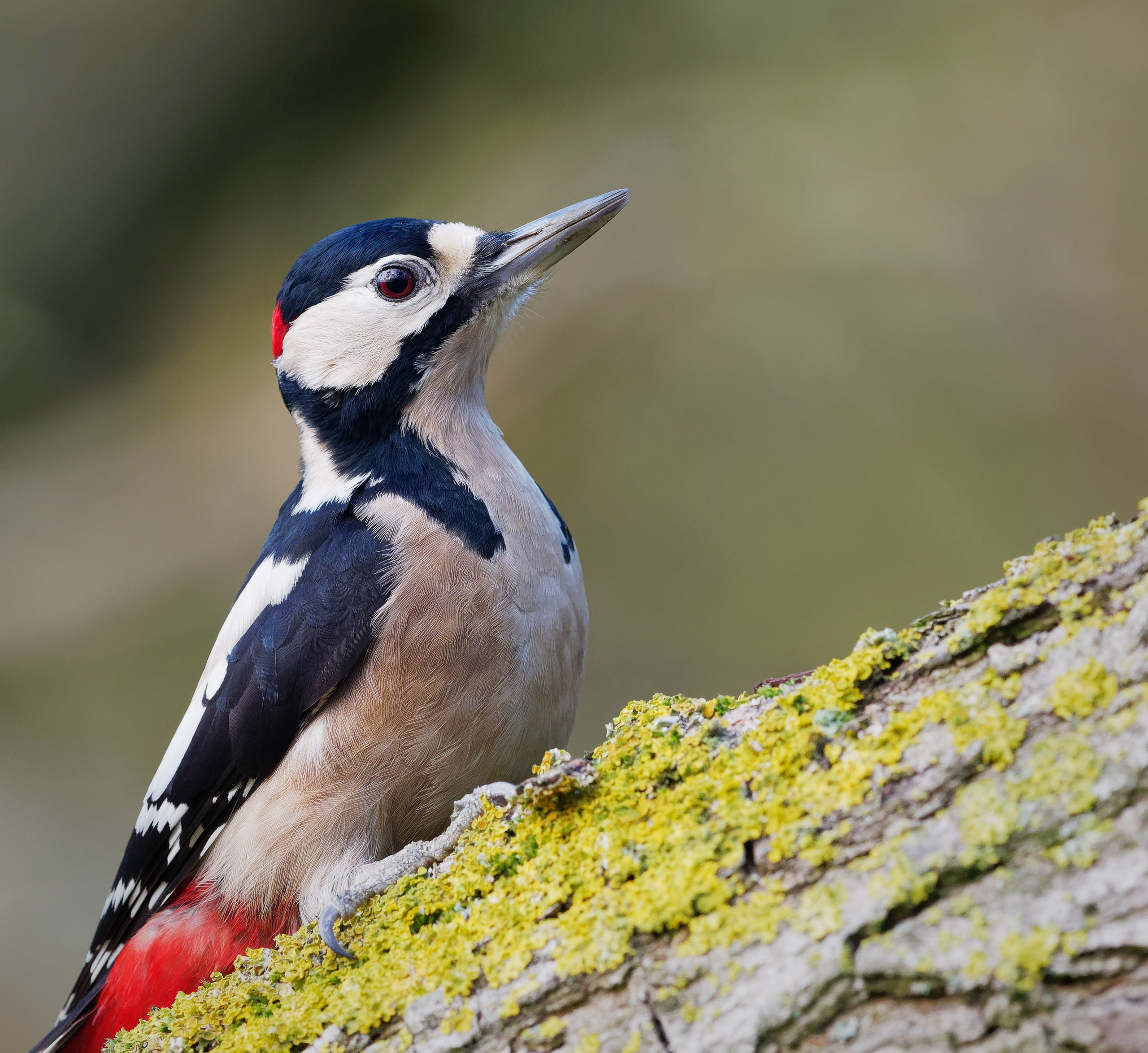 UK Wildlife Photography Gallery. Hedley Wright Photography | East Anglia Sport, Street, Wildlife, Landscape & Astrophotography