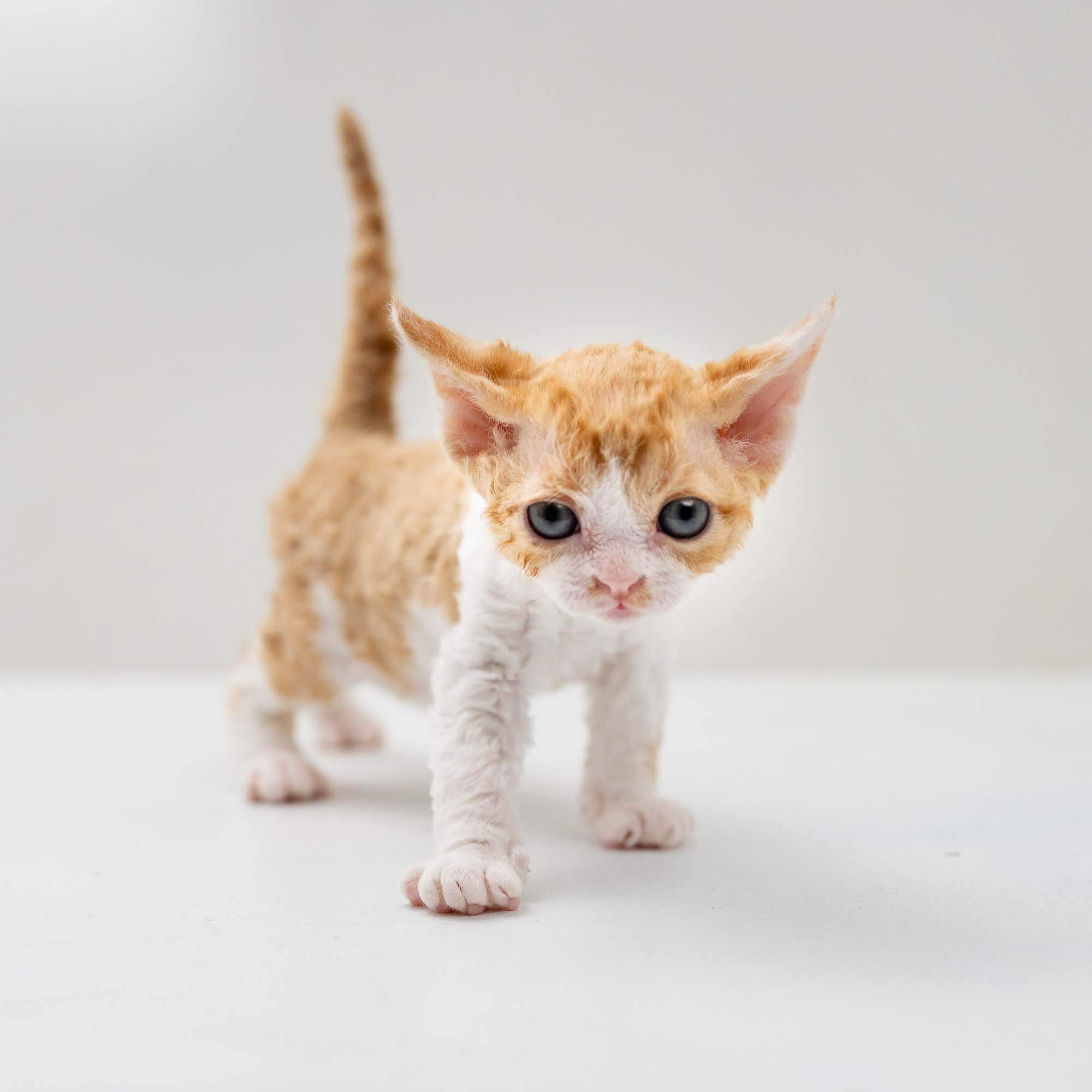 Gece, boy, born on 01.18.25. Devon Rex Pixie Cattery