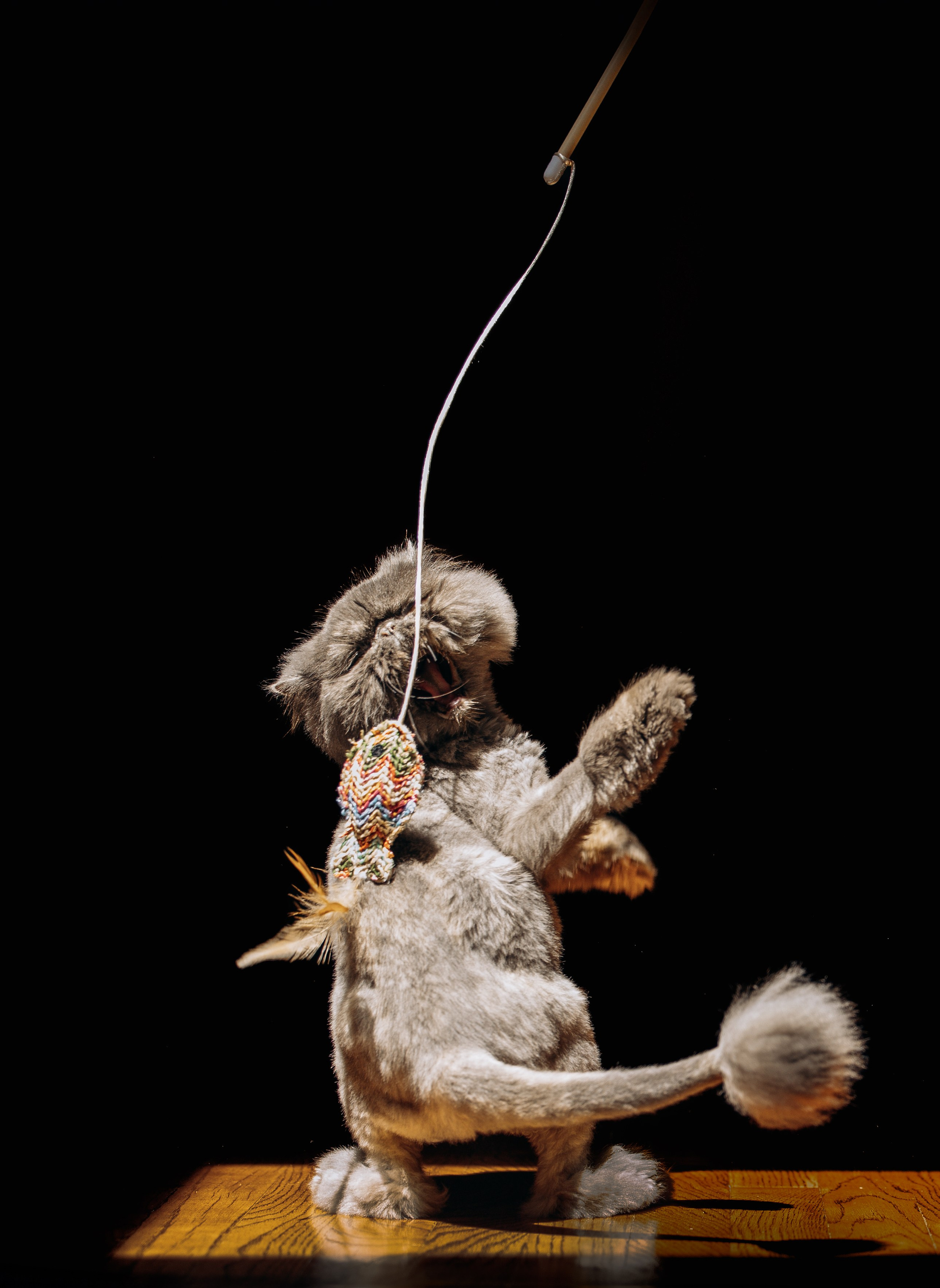 Pet Photographer Viktoriya Aleshenko