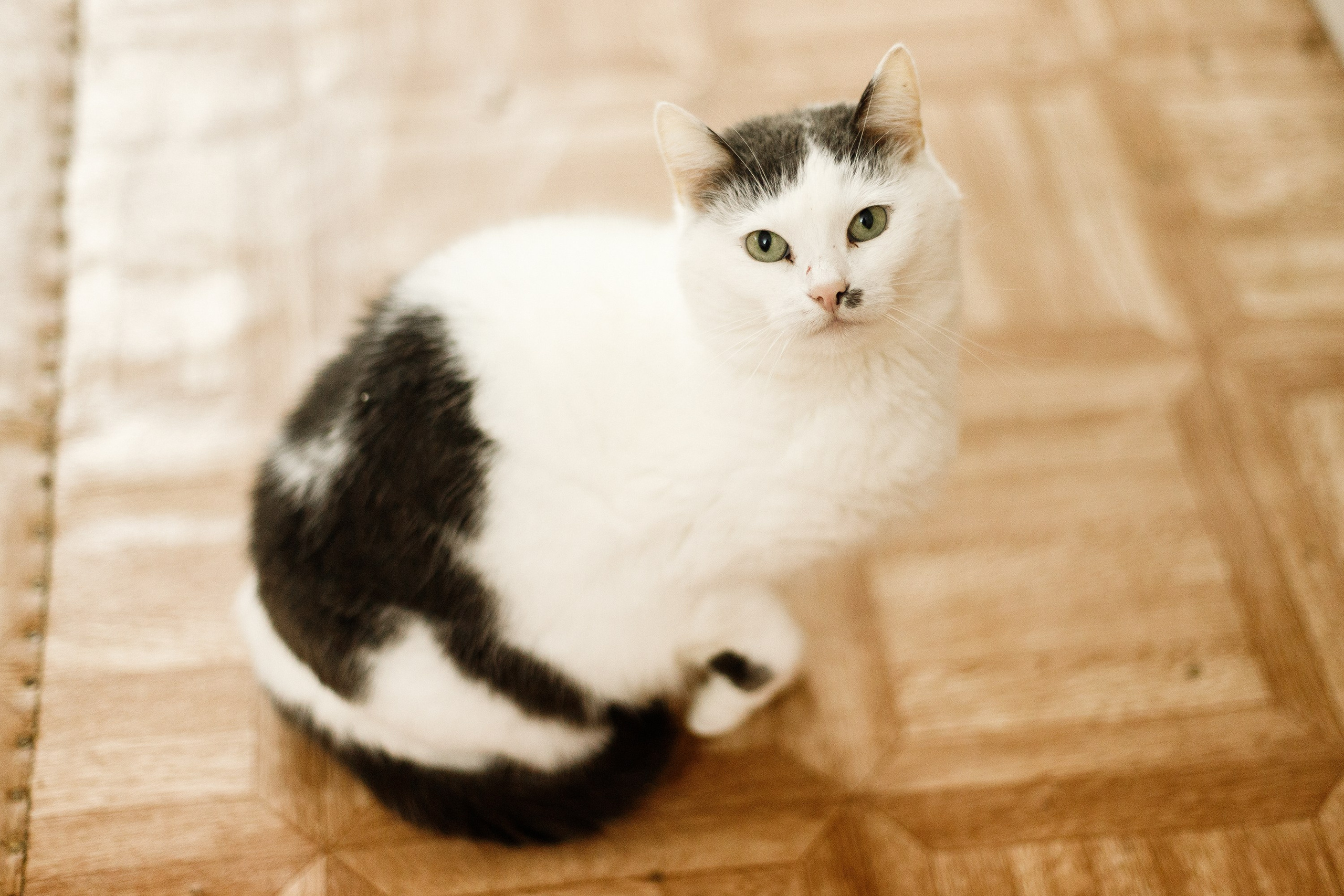 Shelter's cats for adoption. Kaja | fotograf we Wrocławiu | ludzie i psy