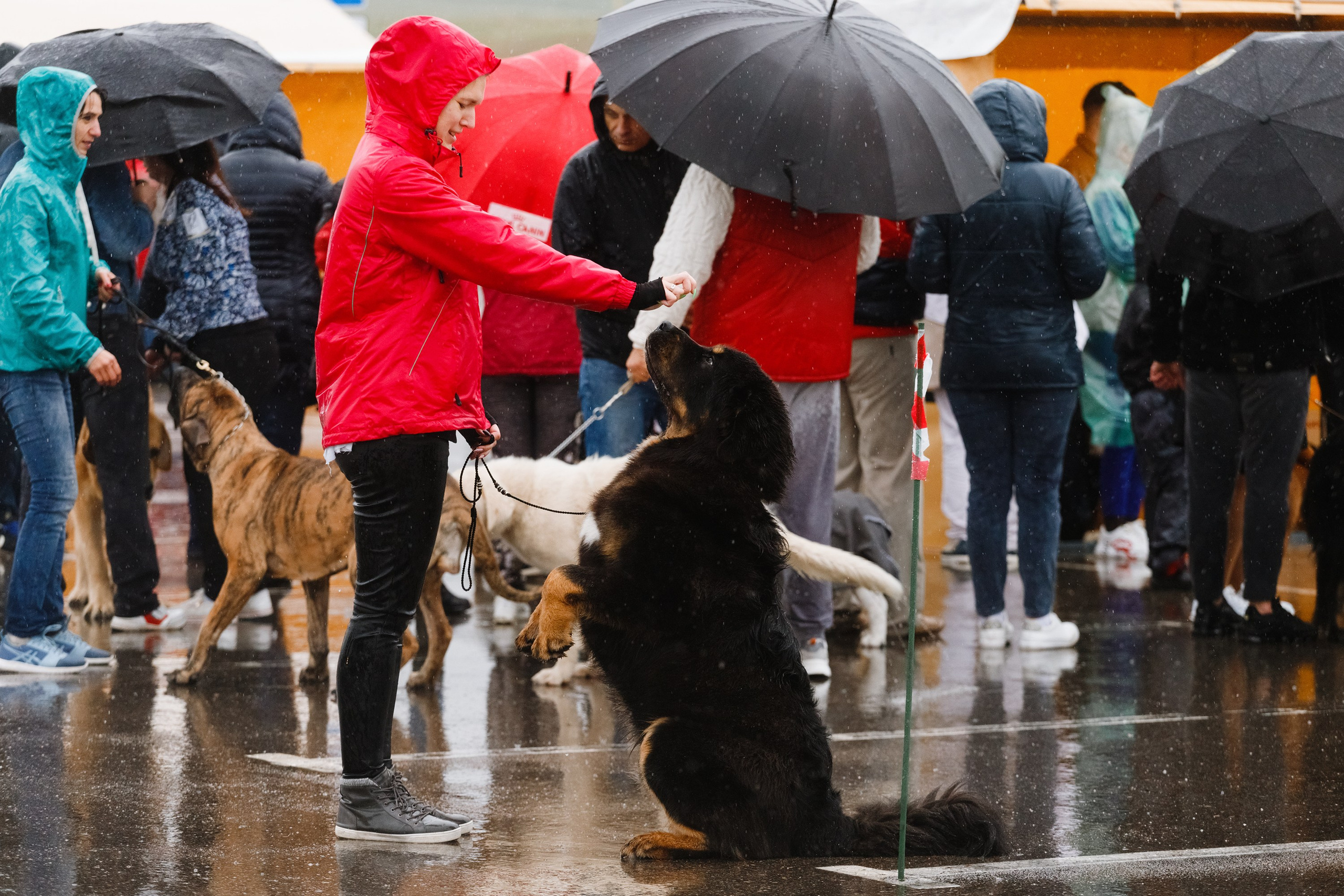 Rainy dog show in Grodno. Kaja | fotograf we Wrocławiu | ludzie i psy