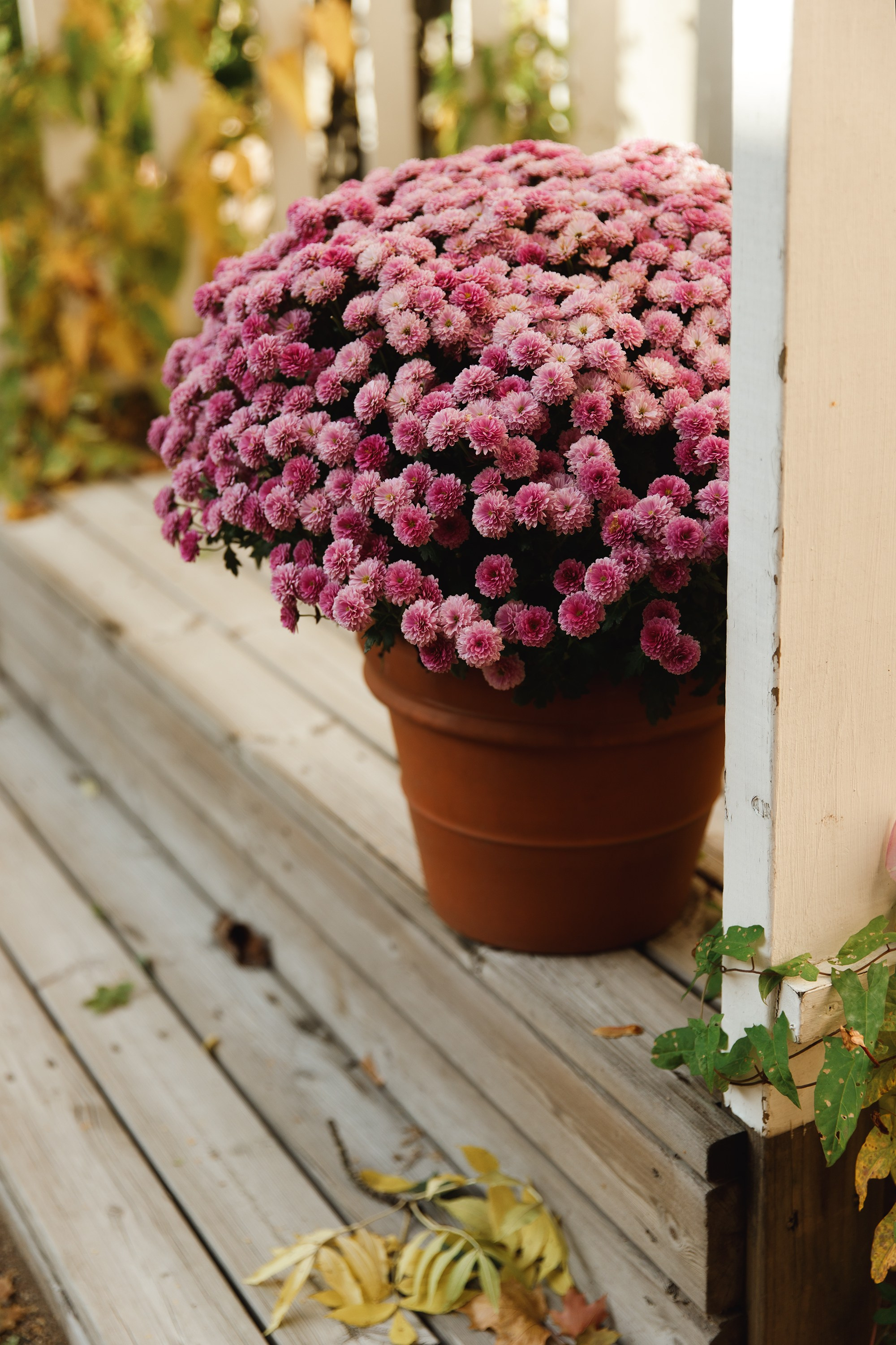 Turku. Kaja | fotograf psów we Wrocławiu