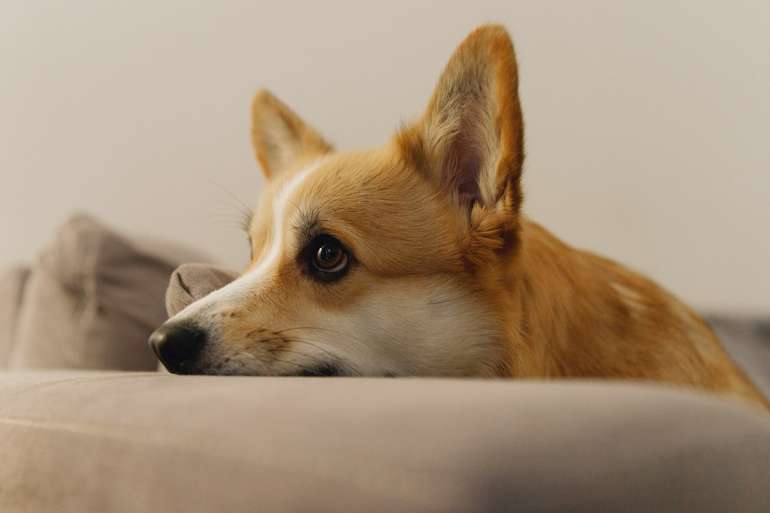 Dasha & Daisy. Kaja | fotograf psów we Wrocławiu