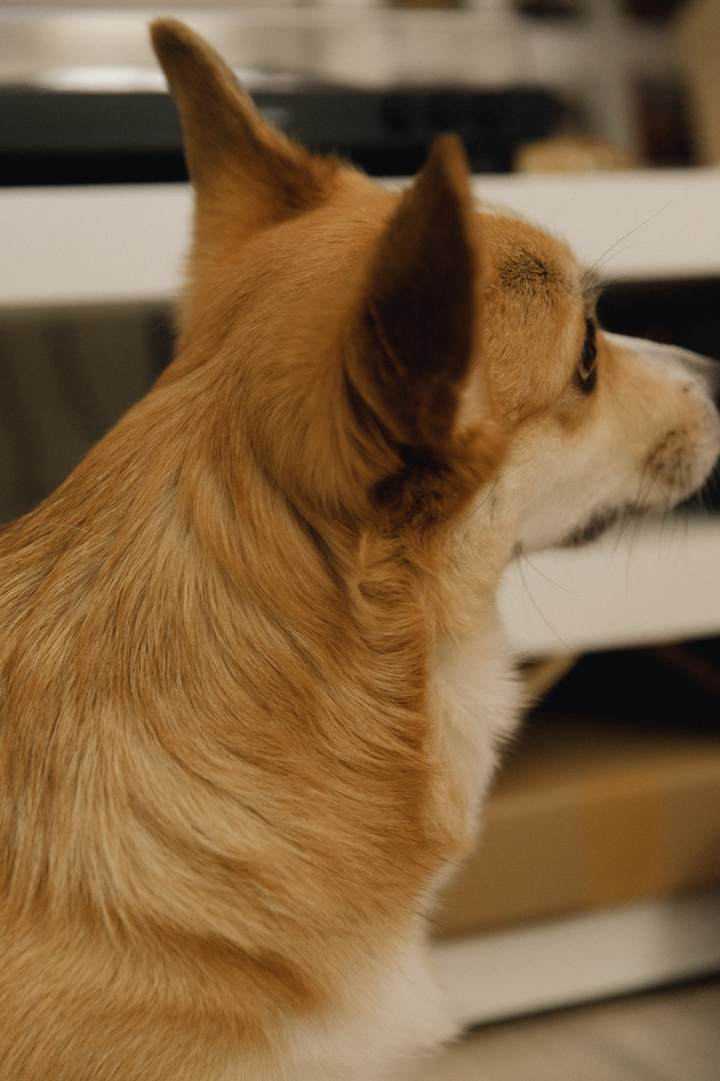 Dasha & Daisy. Kaja | fotograf psów we Wrocławiu