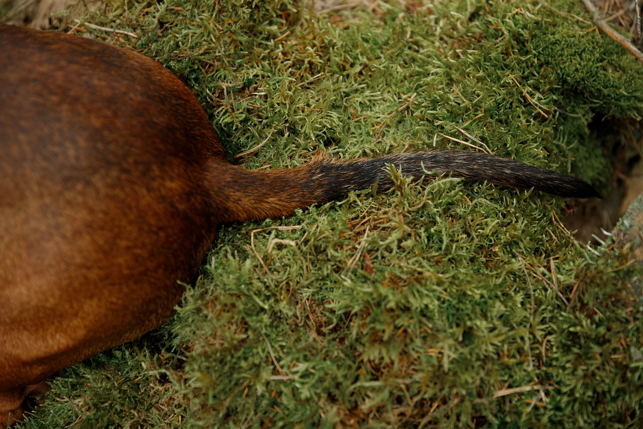 Ania, Franek & Vincent. Kaja | fotograf psów we Wrocławiu