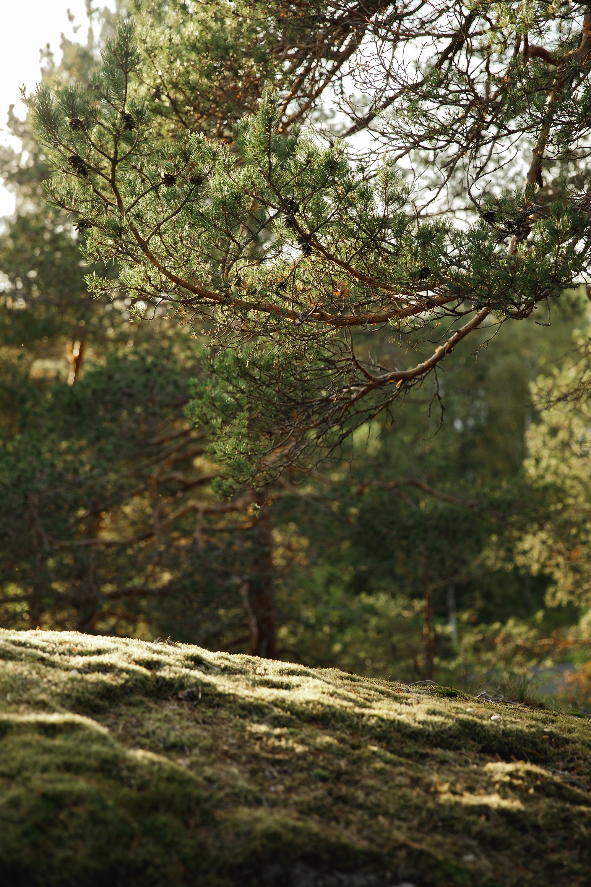 Turku. Kaja | fotograf psów we Wrocławiu