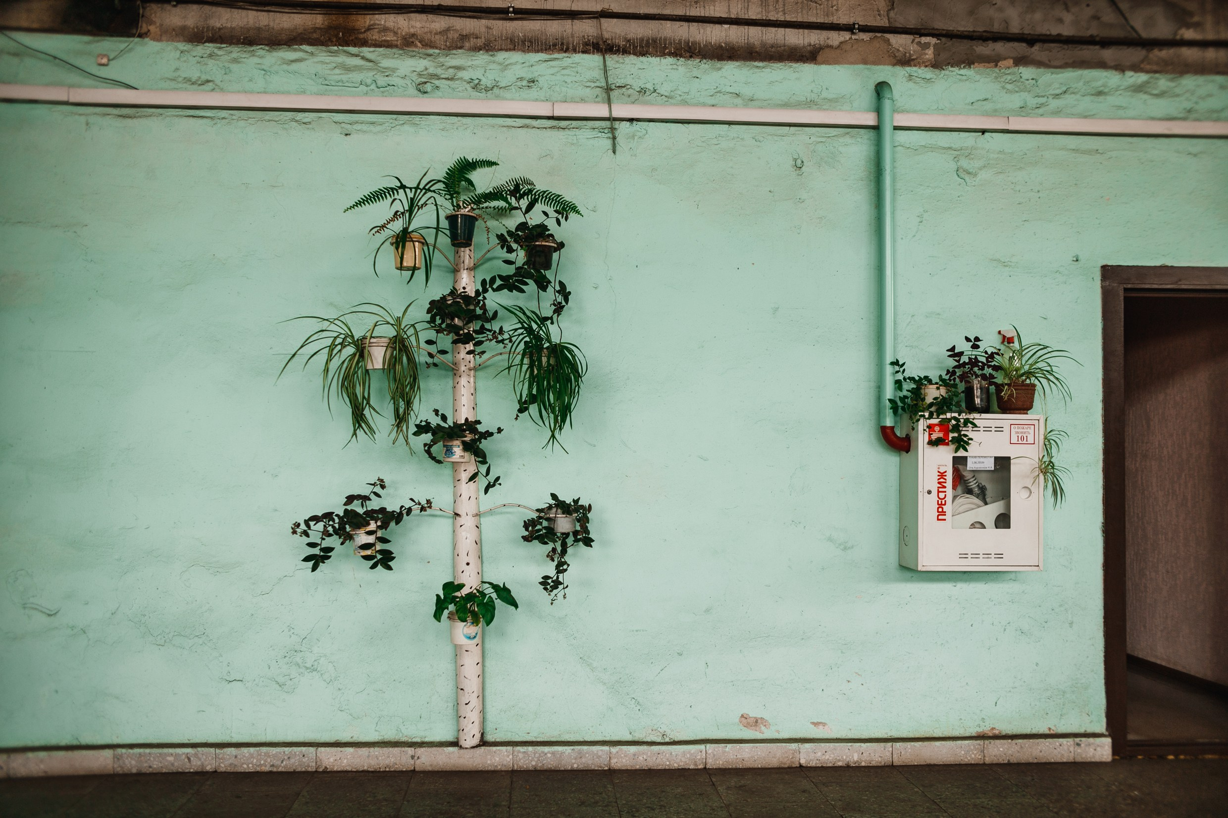 Narrow-gauge railway trip. Kaja | fotograf psów we Wrocławiu