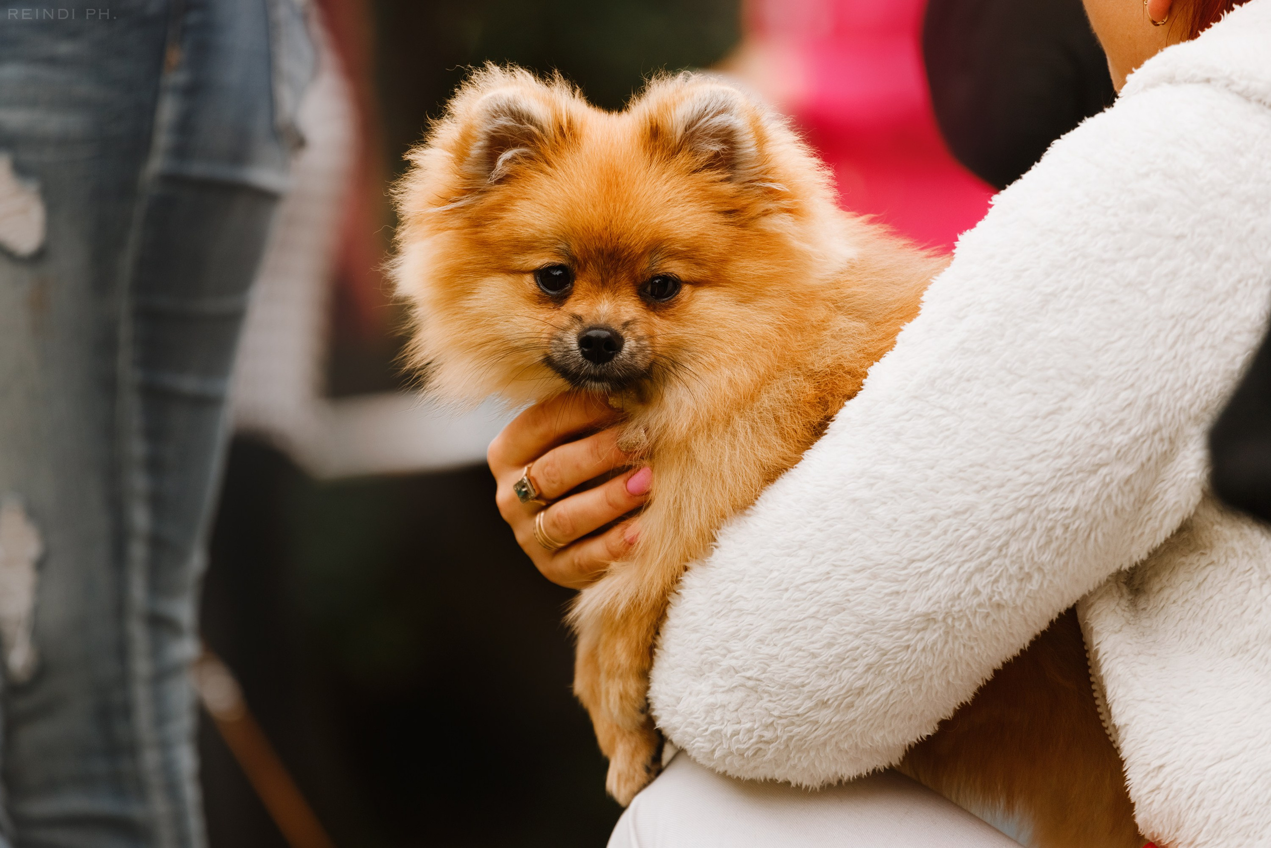 «Argus» dog show in Brest. Kaja | fotograf we Wrocławiu | ludzie i psy