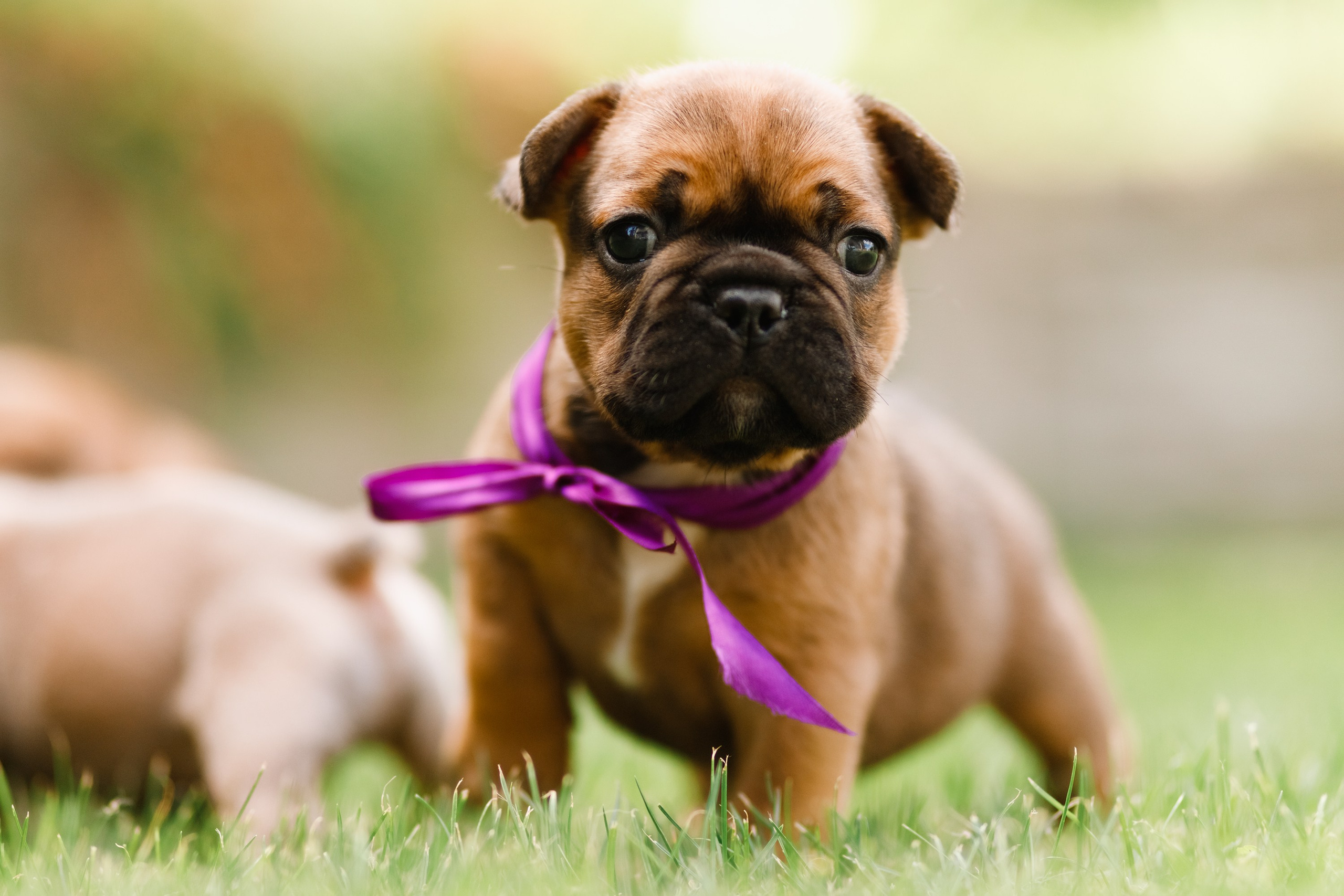 French bulldog puppies. Kaja | fotograf we Wrocławiu | ludzie i psy