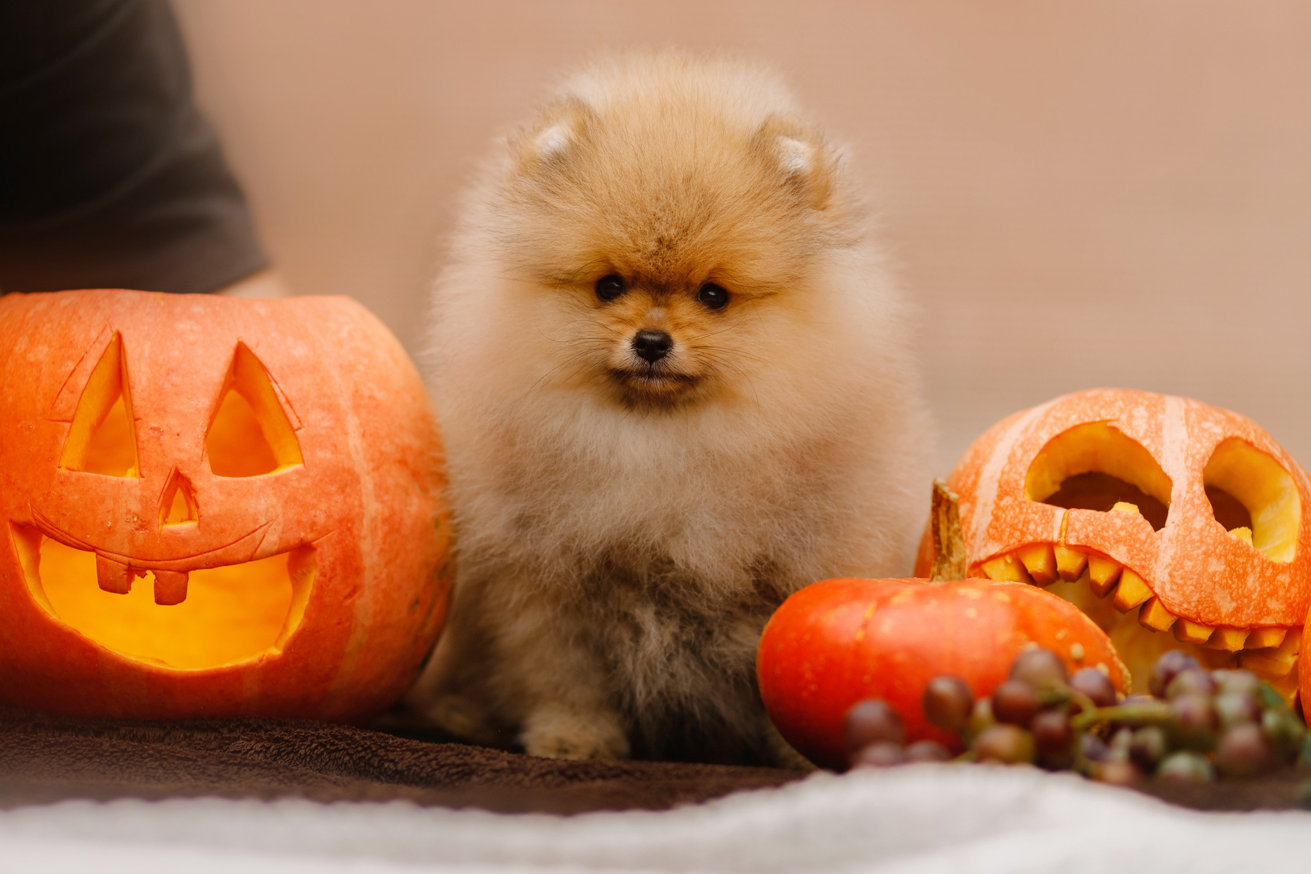 Halloween spitz puppies. Kaja | fotograf we Wrocławiu | ludzie i psy