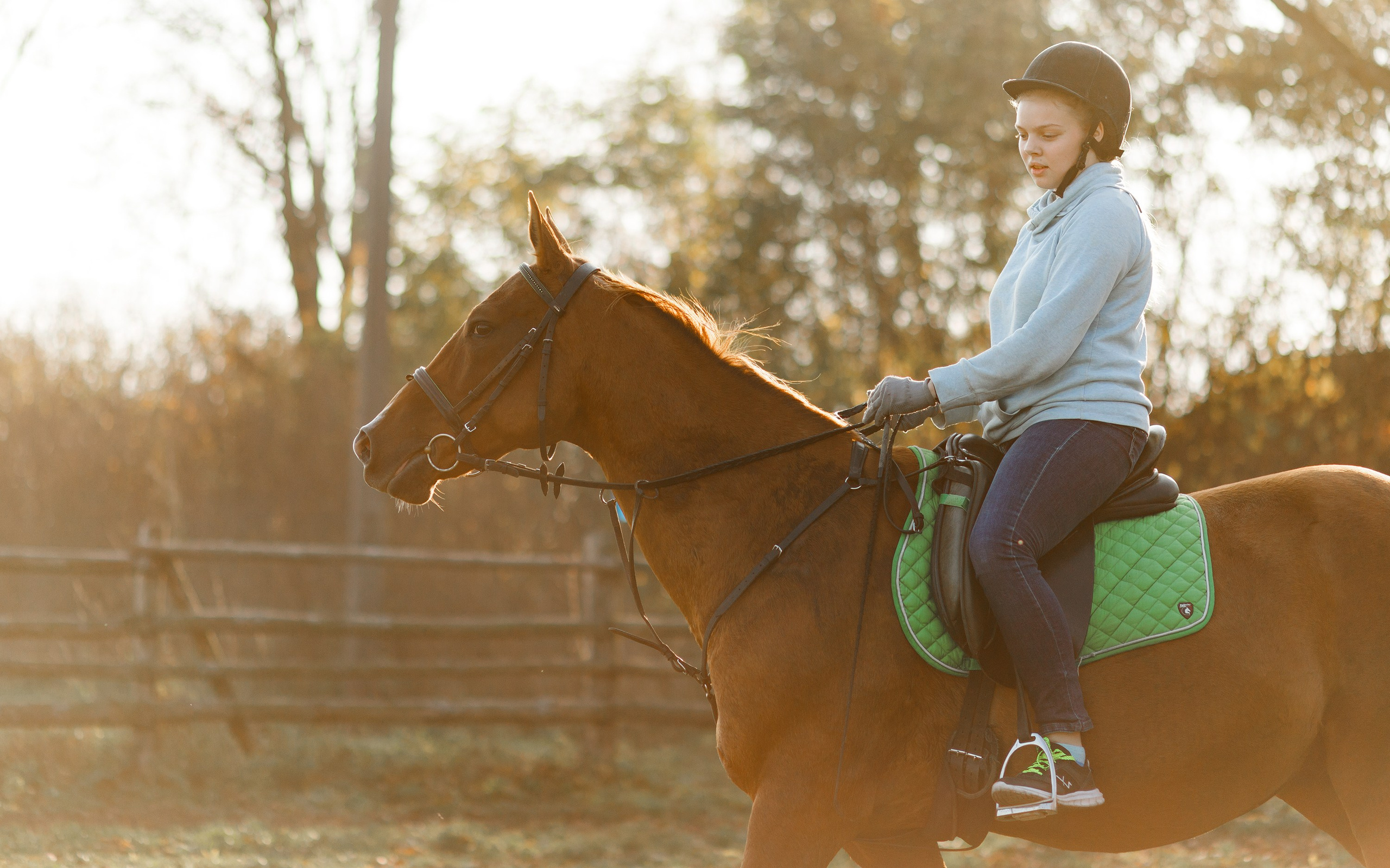 Autumn equestrian training. Kaja | fotograf psów we Wrocławiu