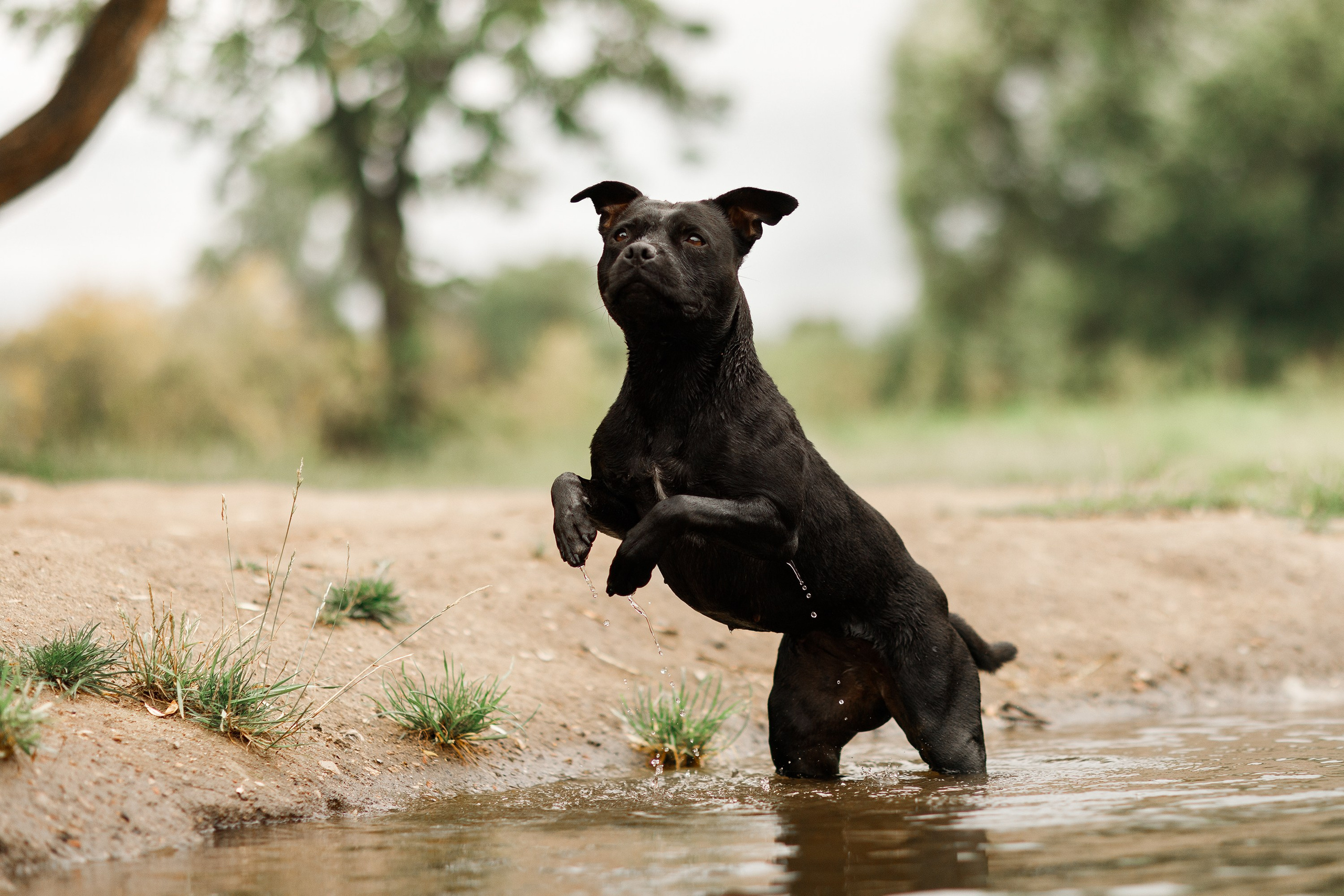 Staffy Yosia. Kaja | fotograf we Wrocławiu | ludzie i psy