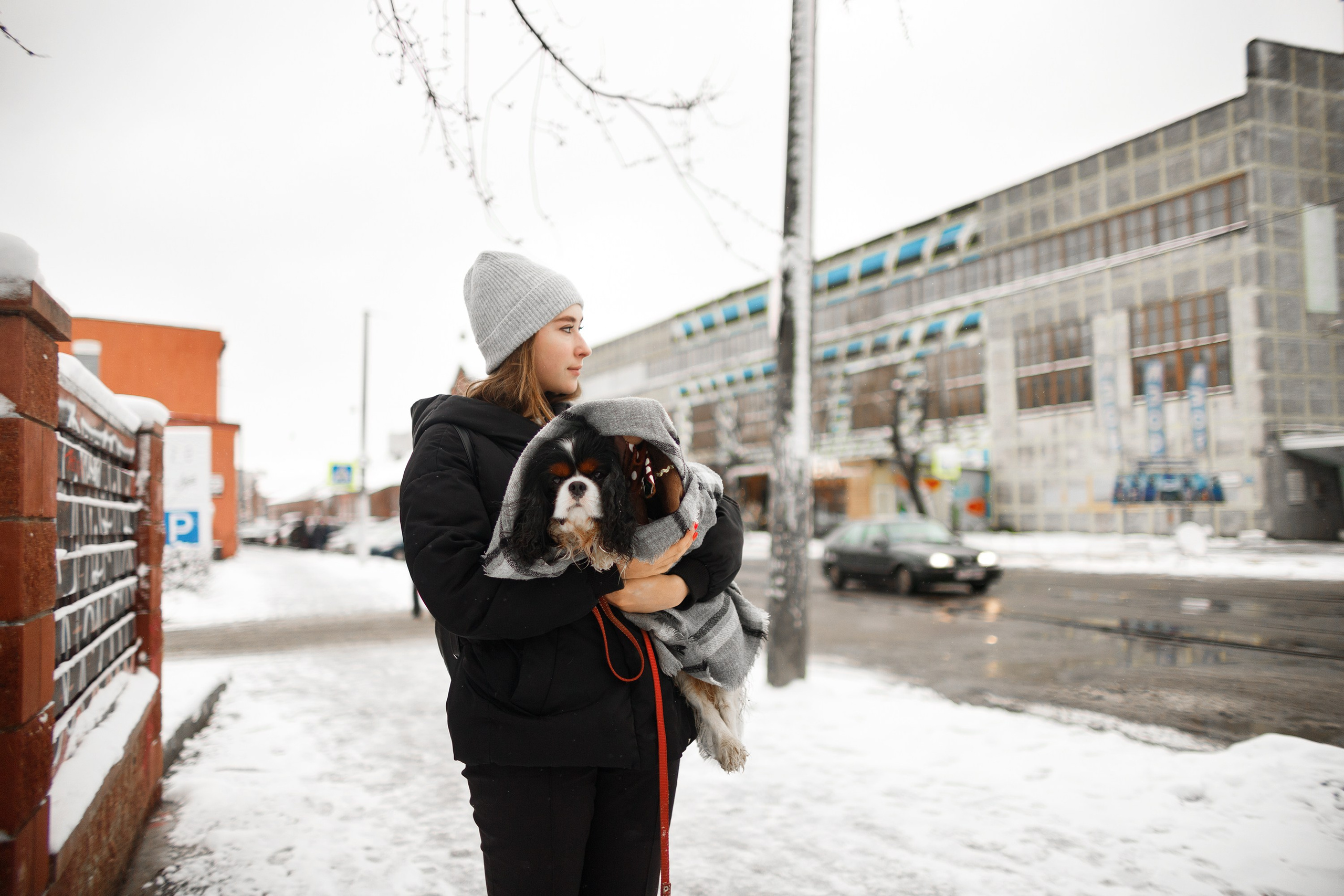 Uliana & winter spaniels. Kaja | fotograf psów we Wrocławiu