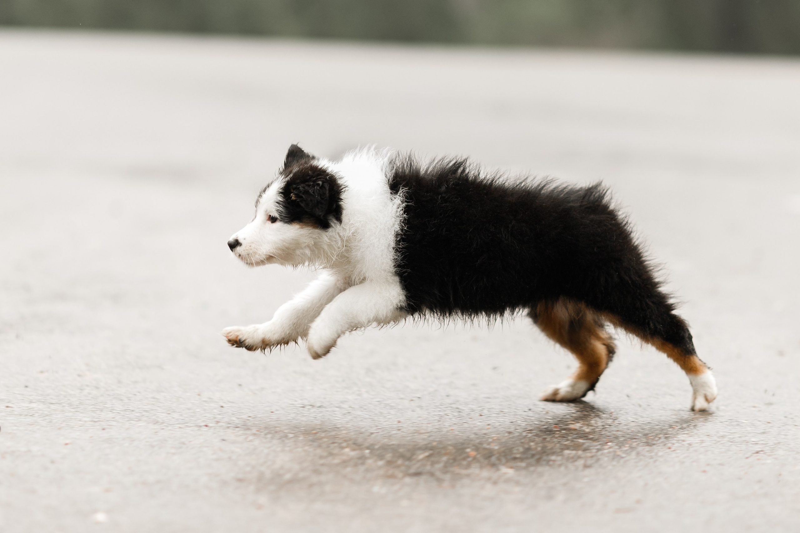 Pack of aussie puppies. Kaja | fotograf psów we Wrocławiu