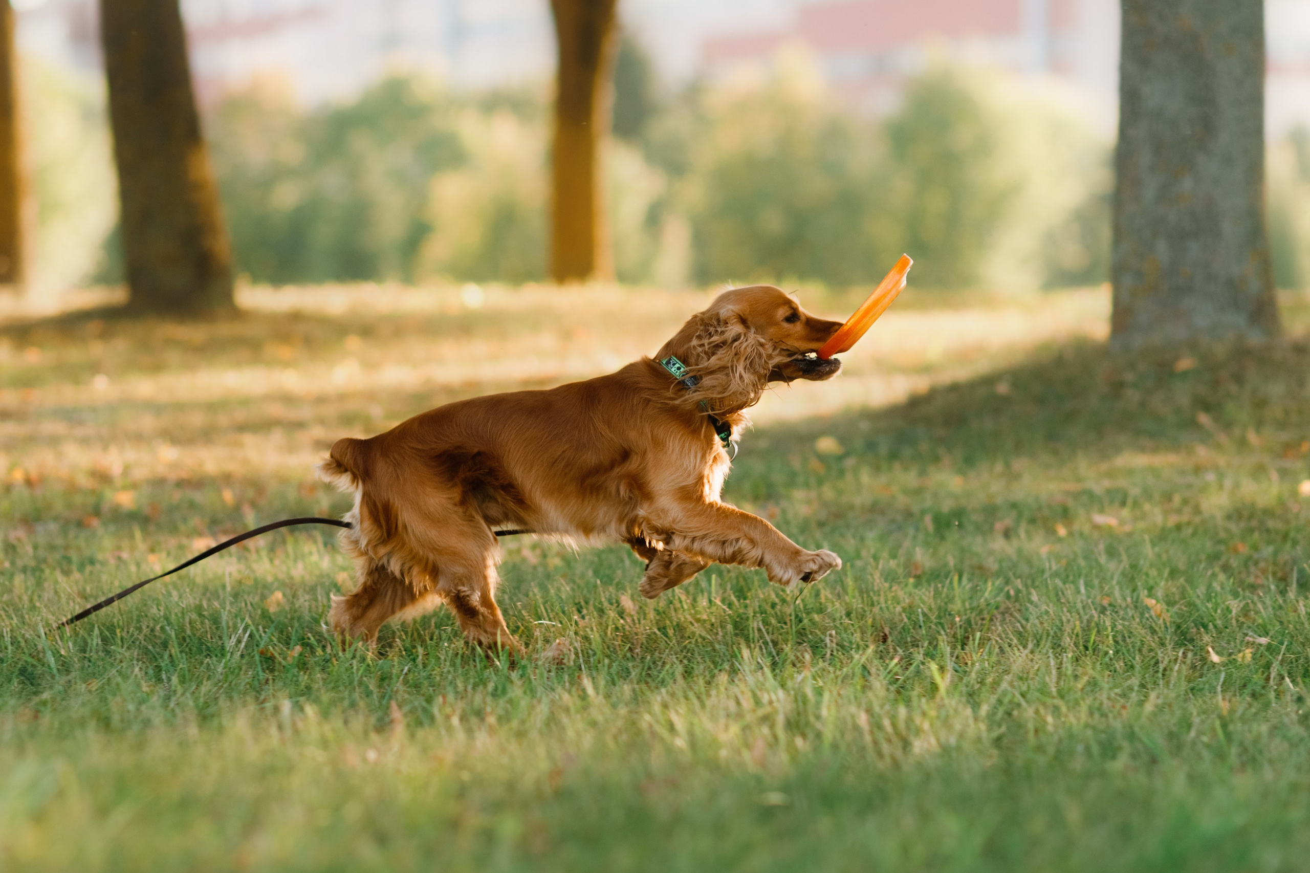 Frisbee workshop of Darya Lukina. Kaja | fotograf we Wrocławiu | ludzie i psy