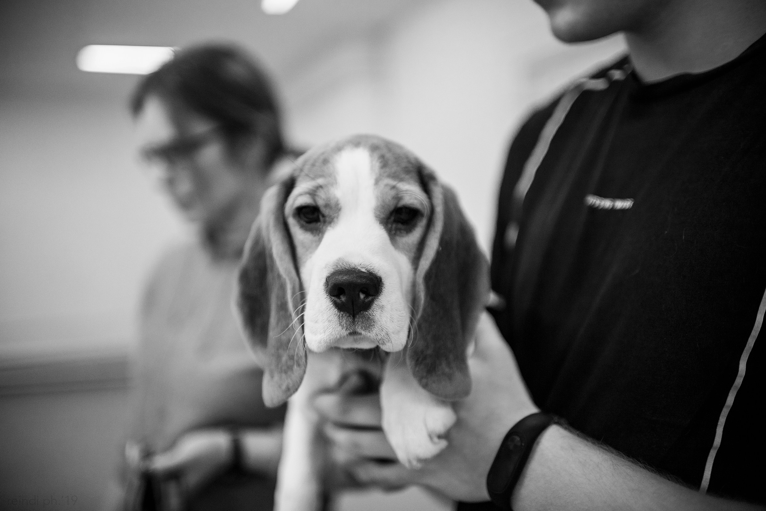 Dog handling hall. Kaja | fotograf we Wrocławiu | ludzie i psy