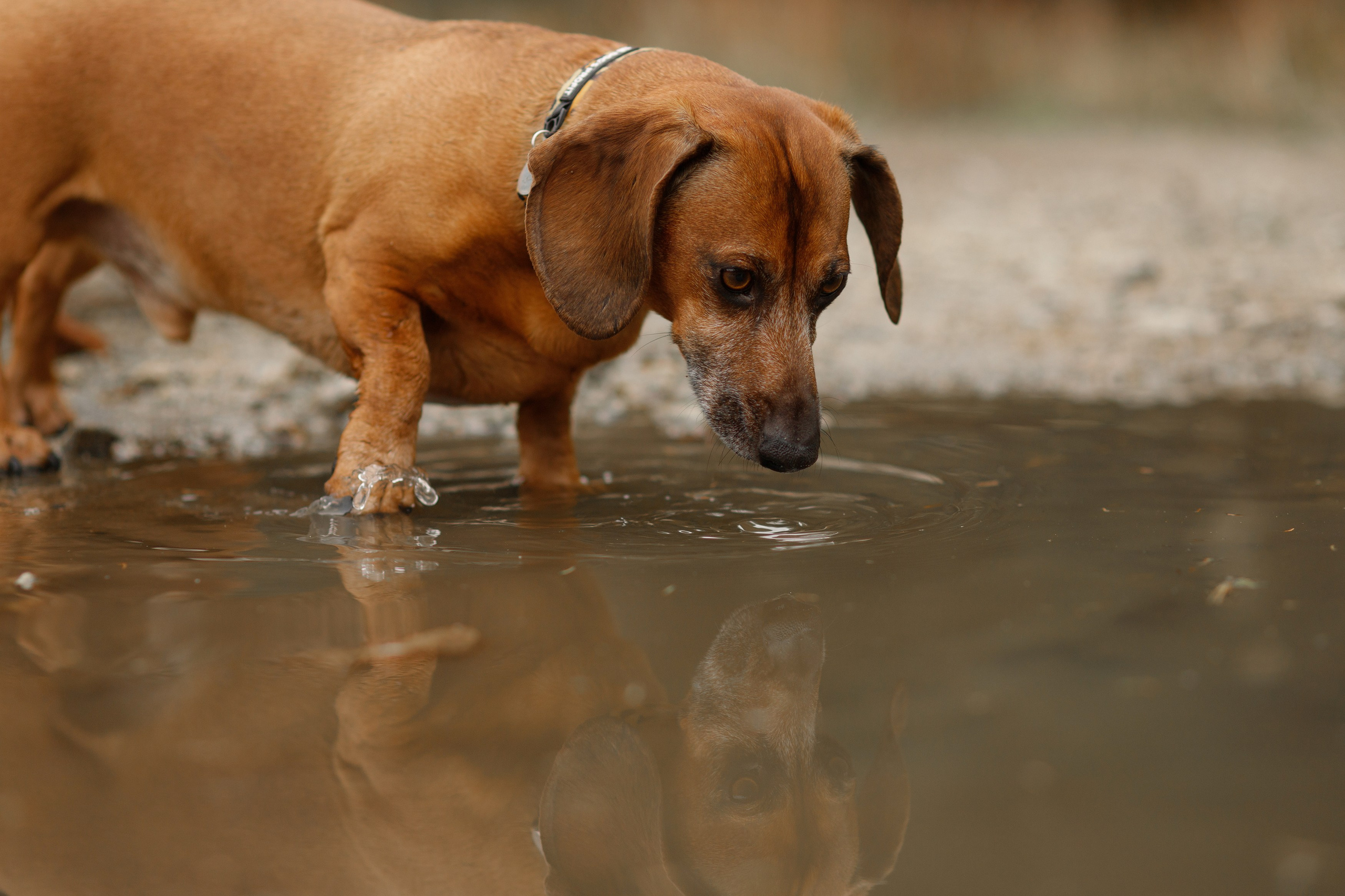 Ania, Franek & Vincent. Kaja | fotograf psów we Wrocławiu