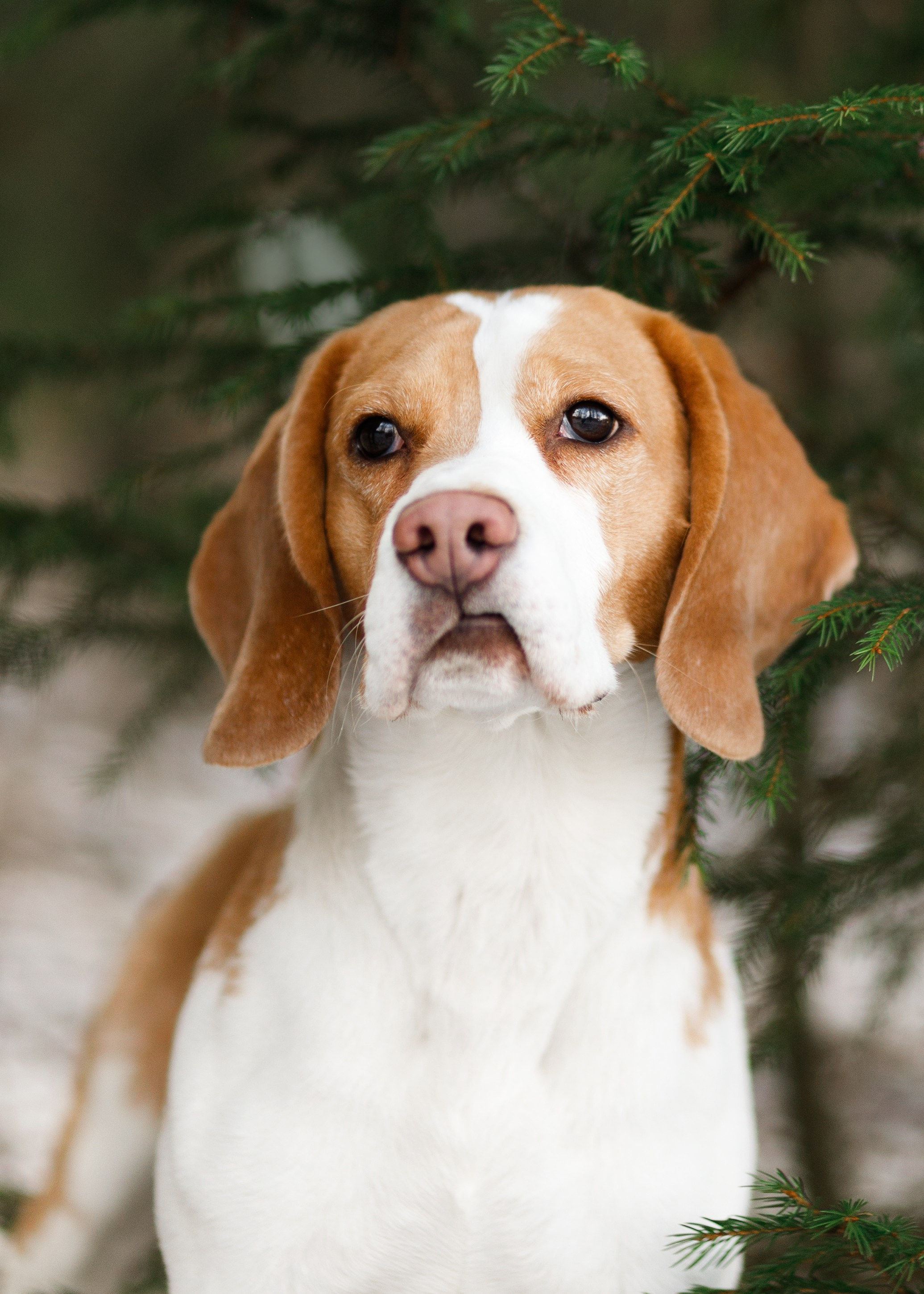 Corgi kennel & some other dogs in the forest. Kaja | fotograf psów we Wrocławiu