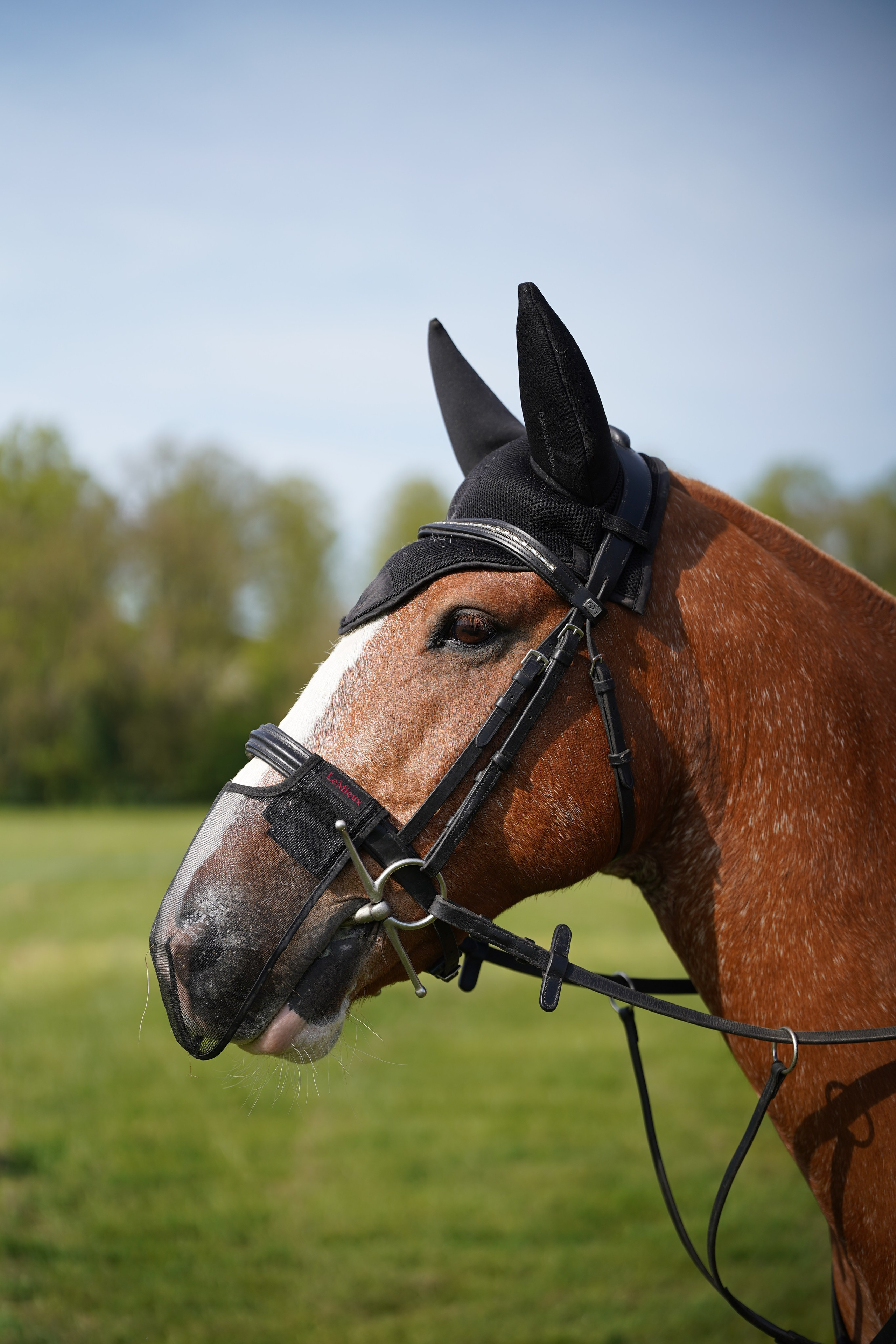 Headshots. Leicestershire Equine Photography by El | Authentic Equine Portraits & Events