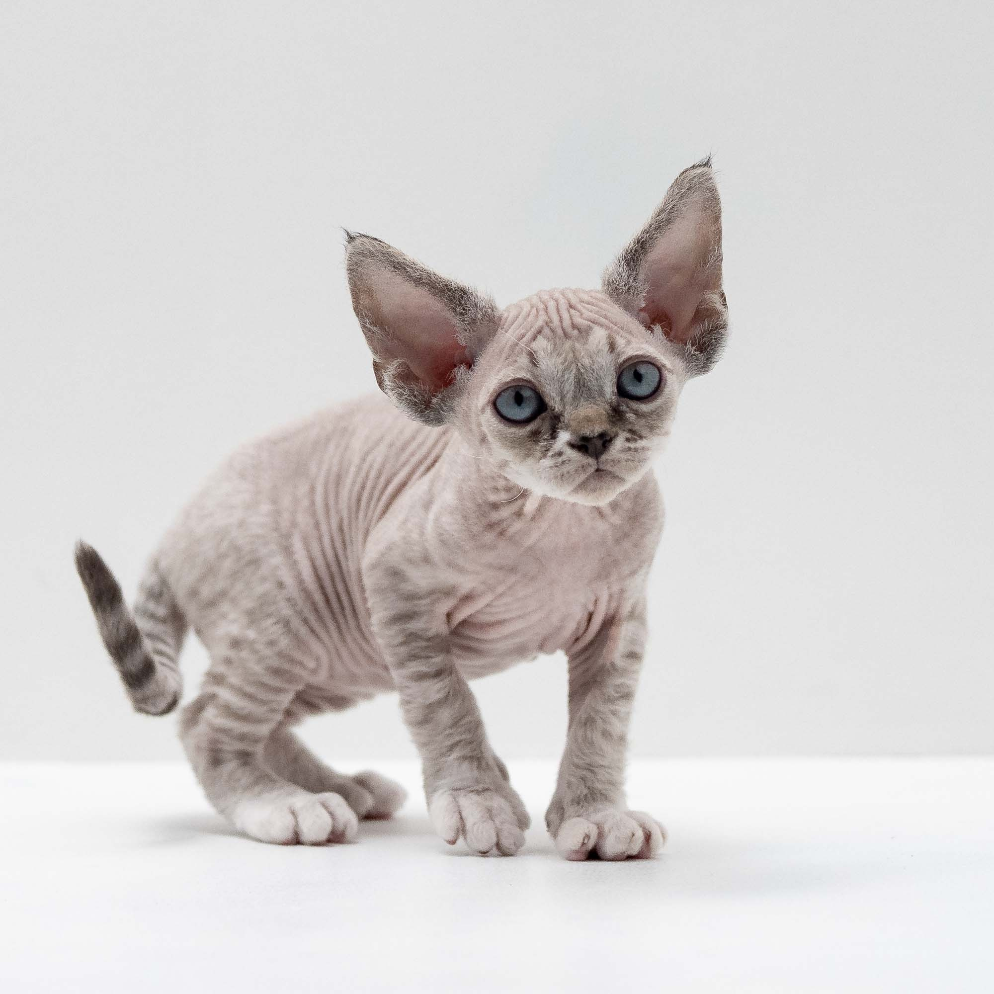Finn,  boy, born on 01.01.25. Devon Rex Pixie Cattery