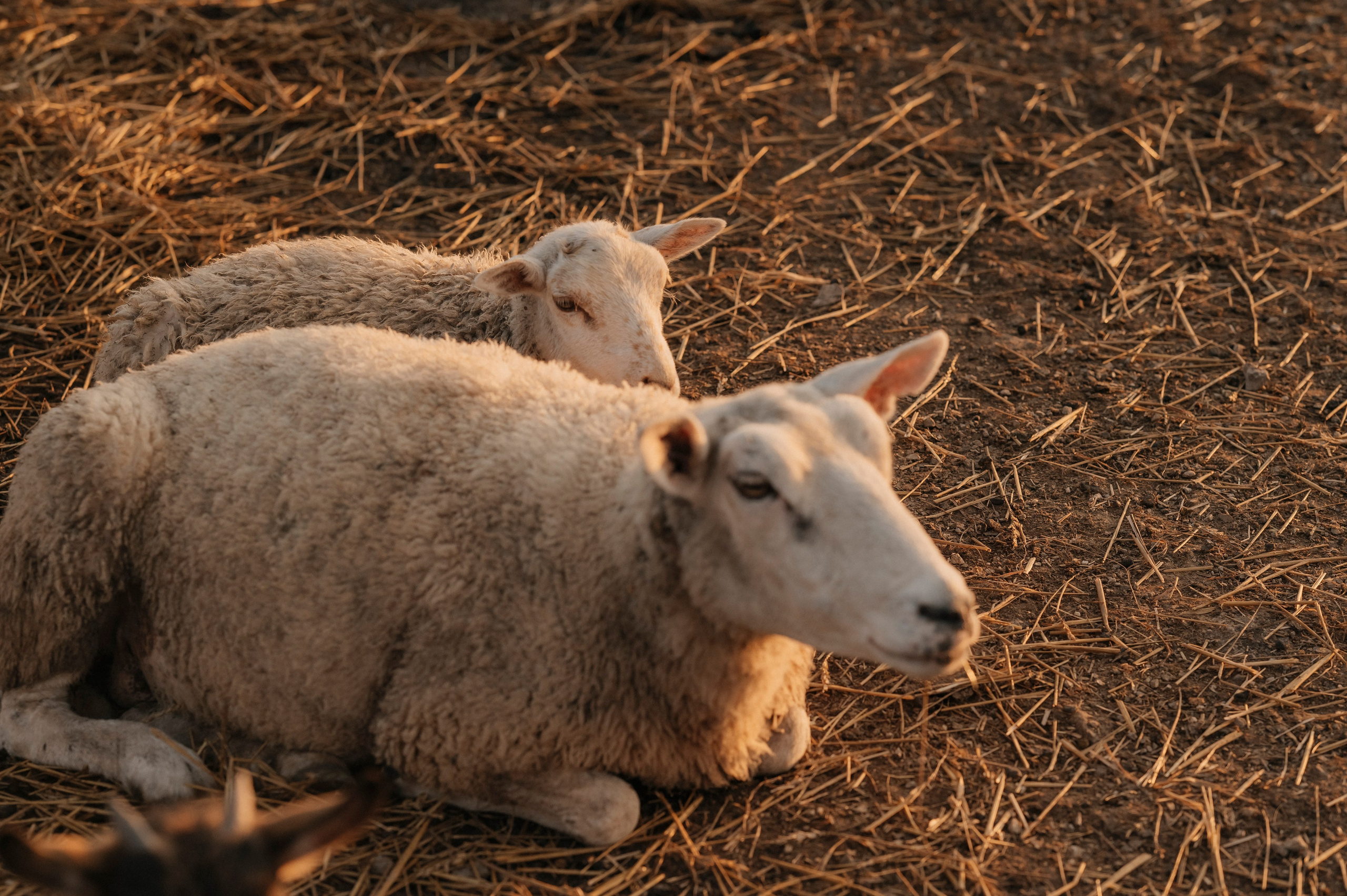 Сестры. Photographer Tallinn — Wedding | Family | Love Story