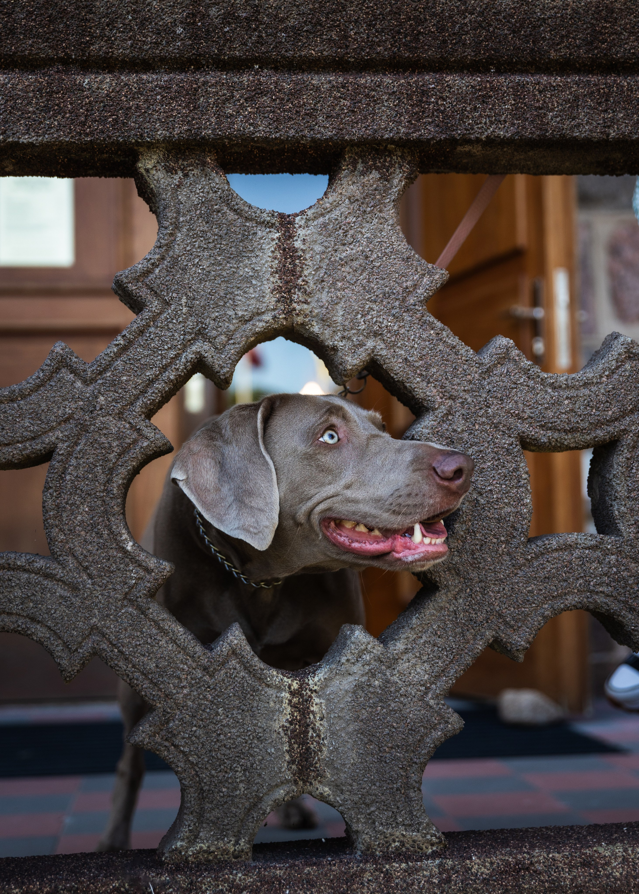 Fotosesija ar Megiju un Greisu. Sajūtu un mirkļu fotogrāfs no Rīgas, Mārtiņš Babris