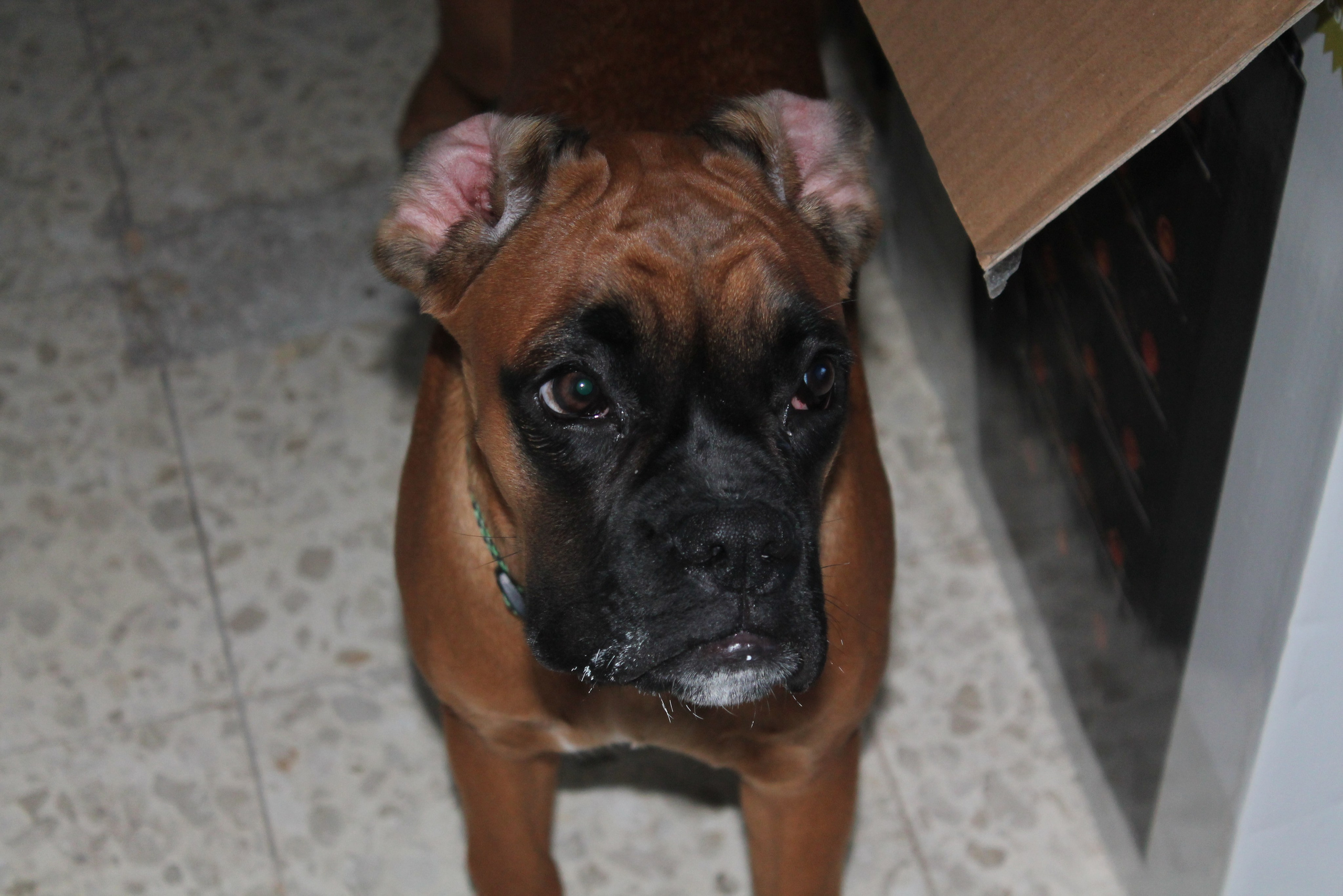 My ״Star״ Boxer Dog