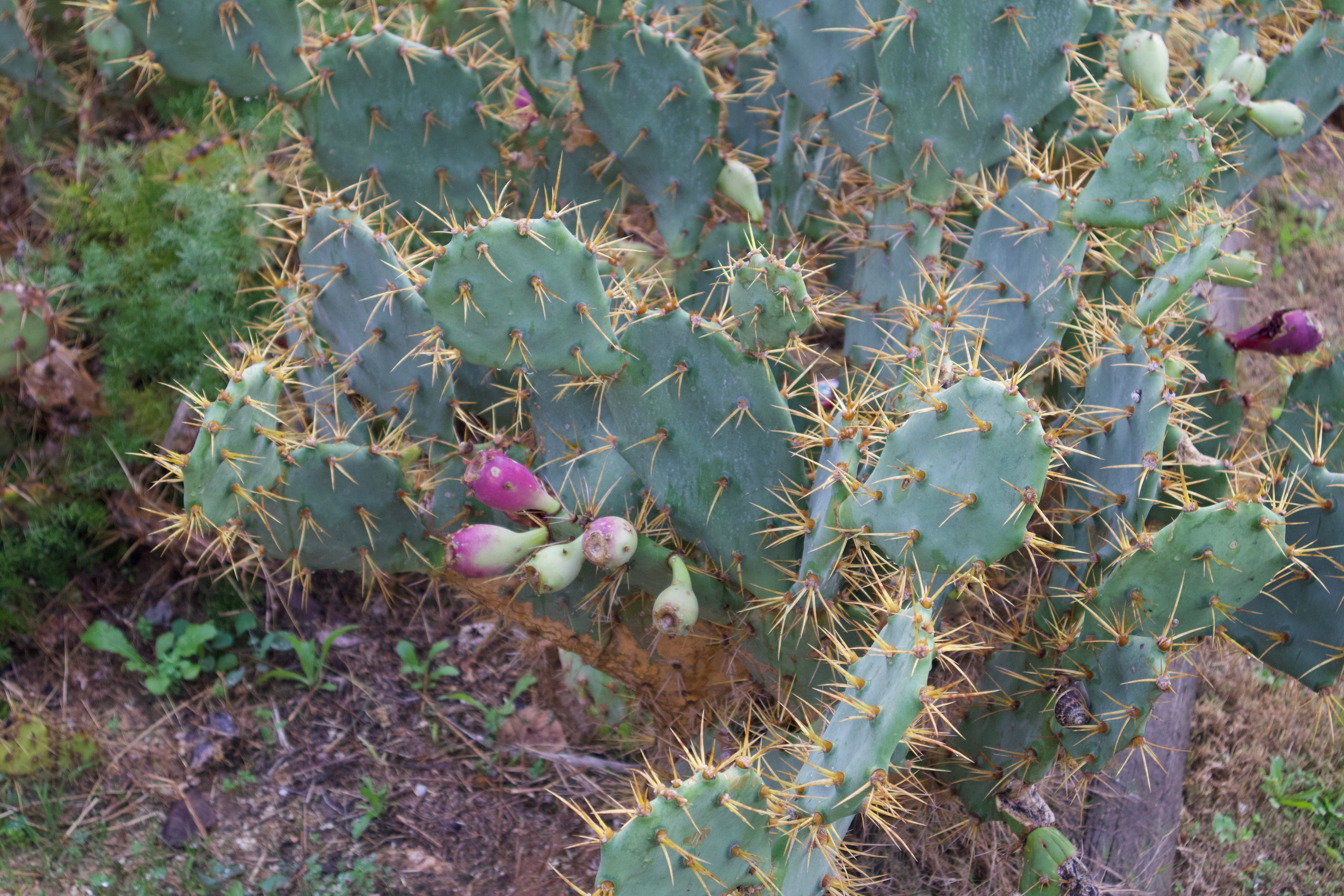 ISRAEL and beautiful people