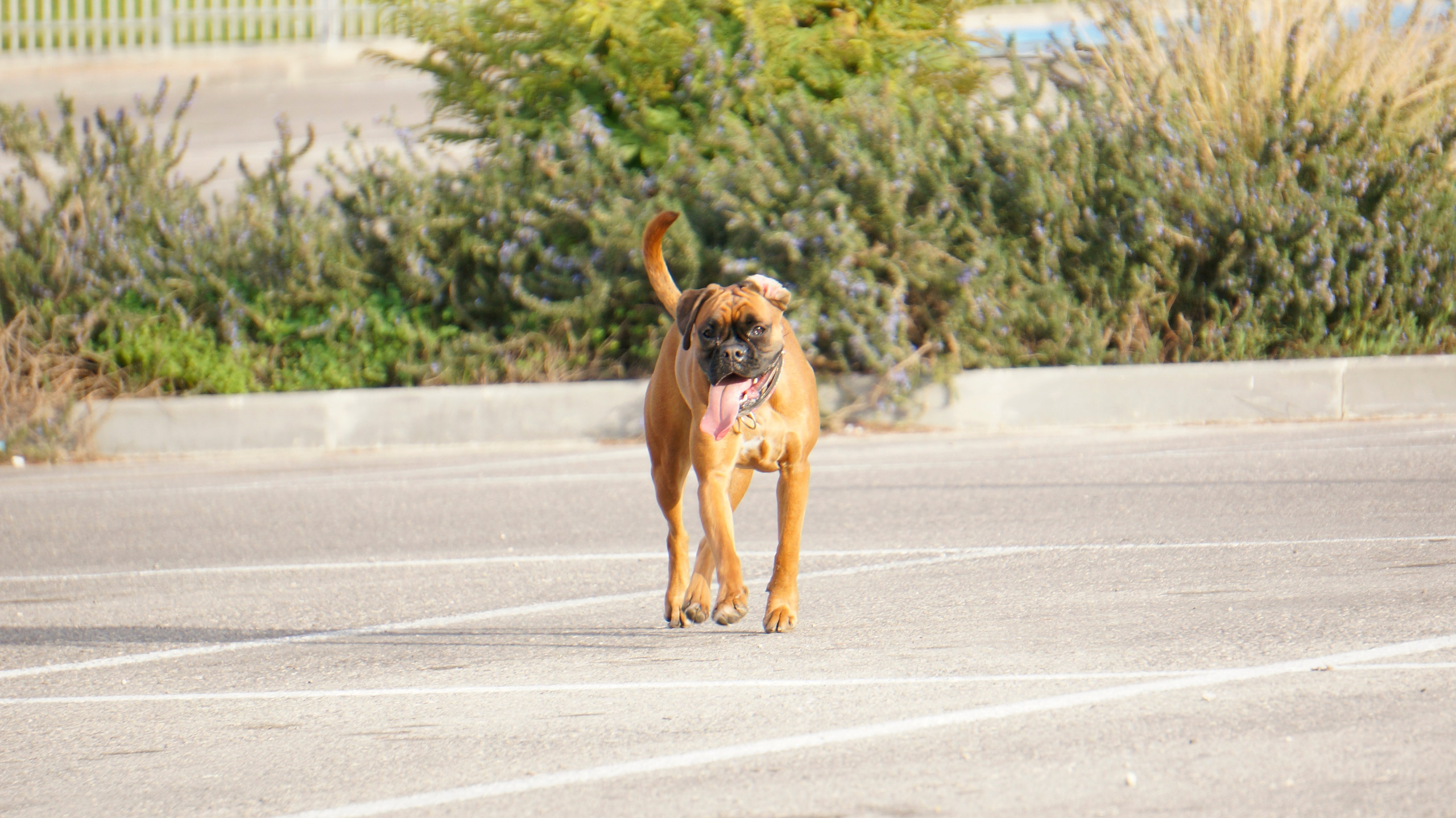 My ״Star״ Boxer Dog