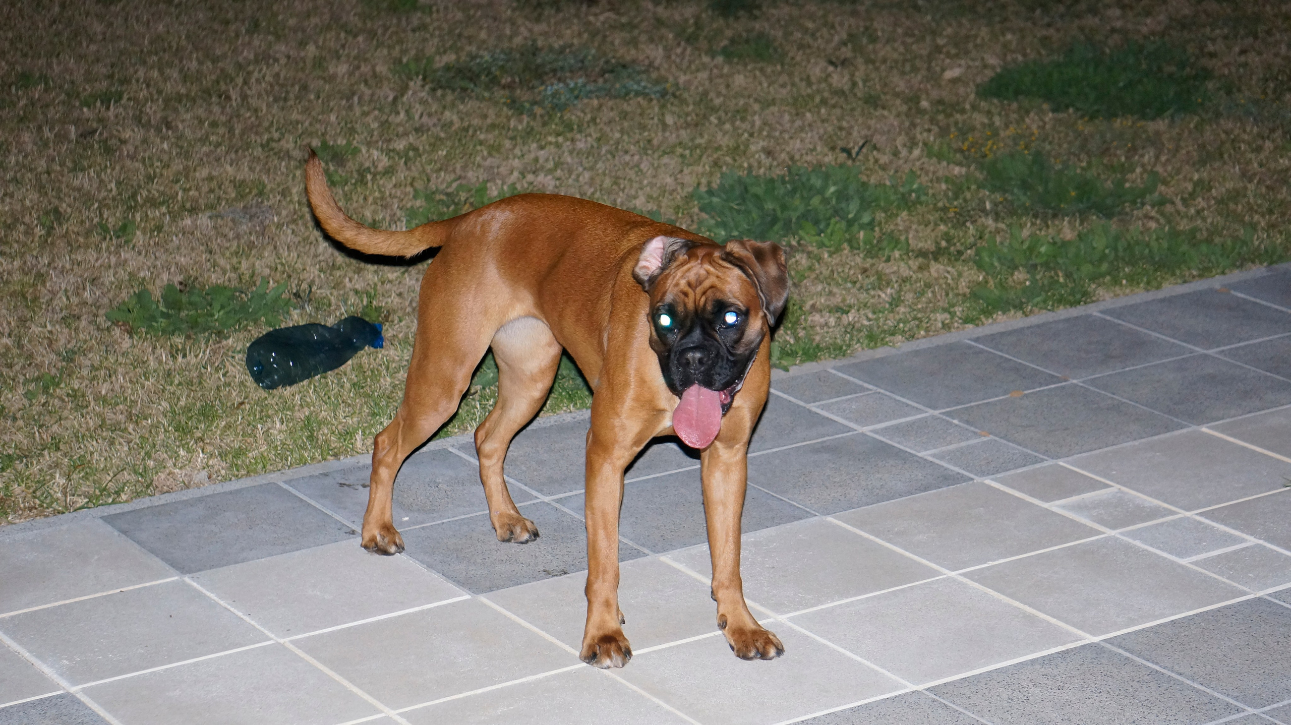 My ״Star״ Boxer Dog