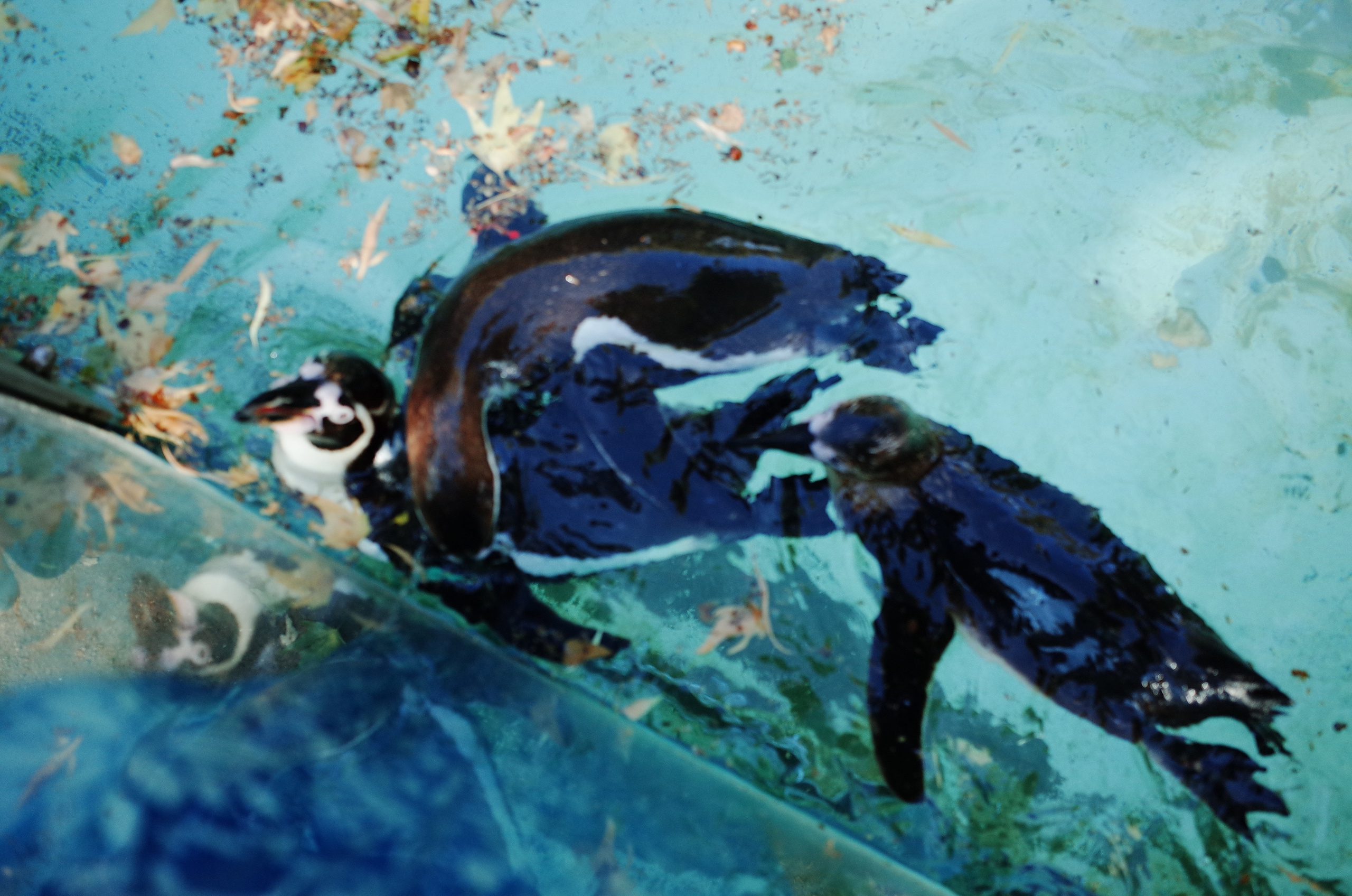 Little penguins. London zoo. Victoria Dini Photography
