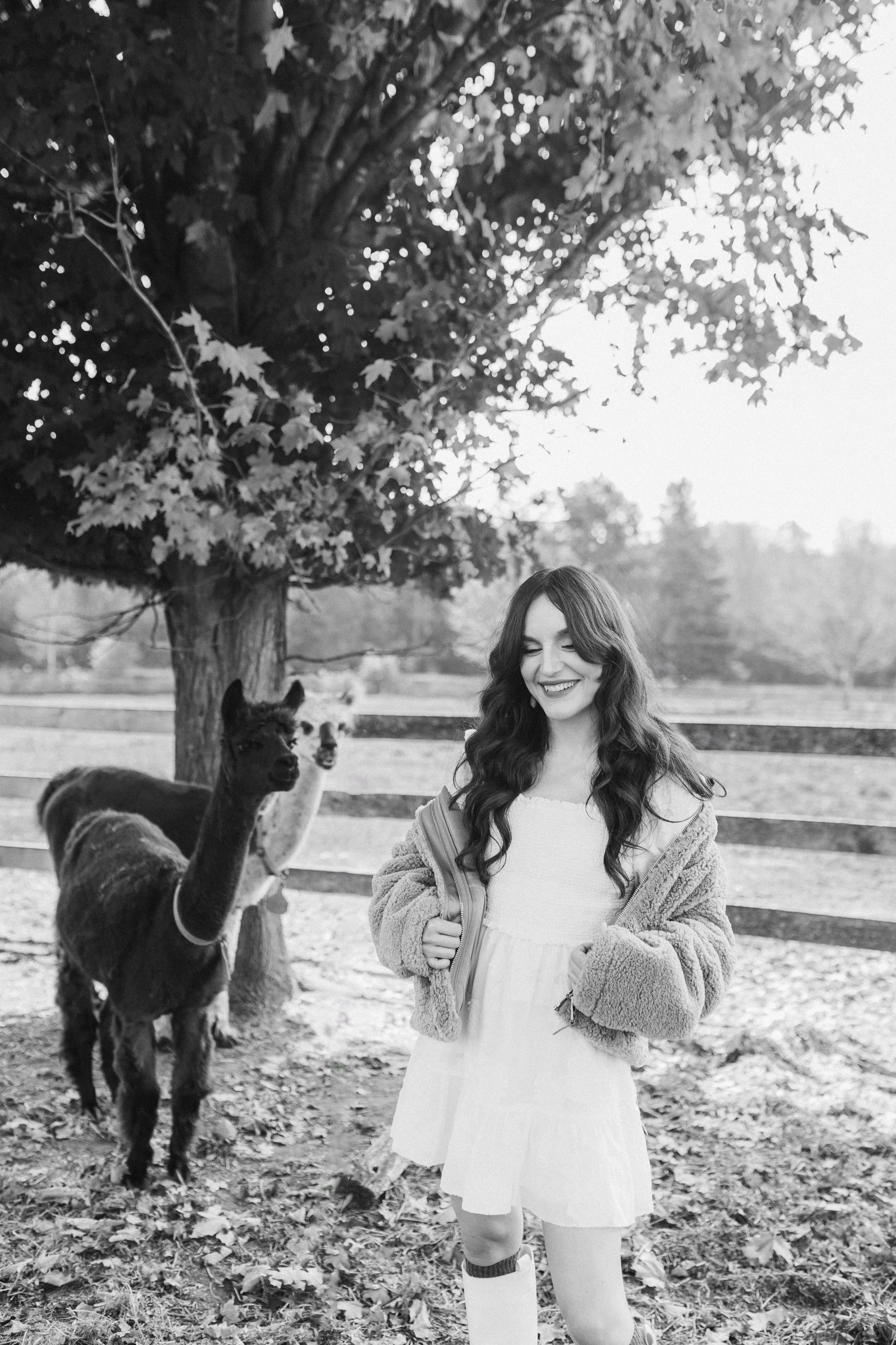 Alpacas Farm. Chernenko.photography