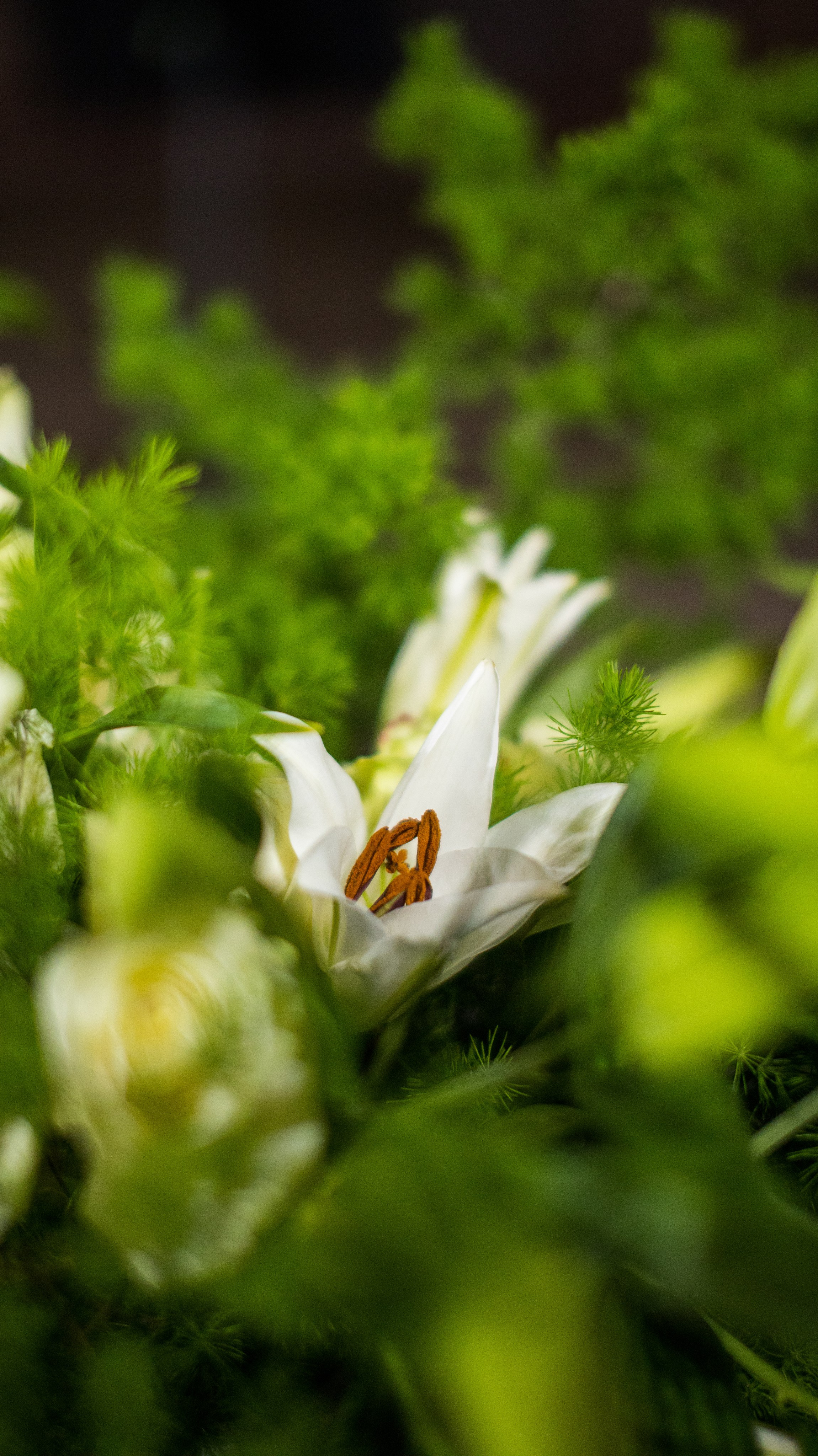Flowers decor. Сімейний, дитячий та репортажний фотограф з Києва