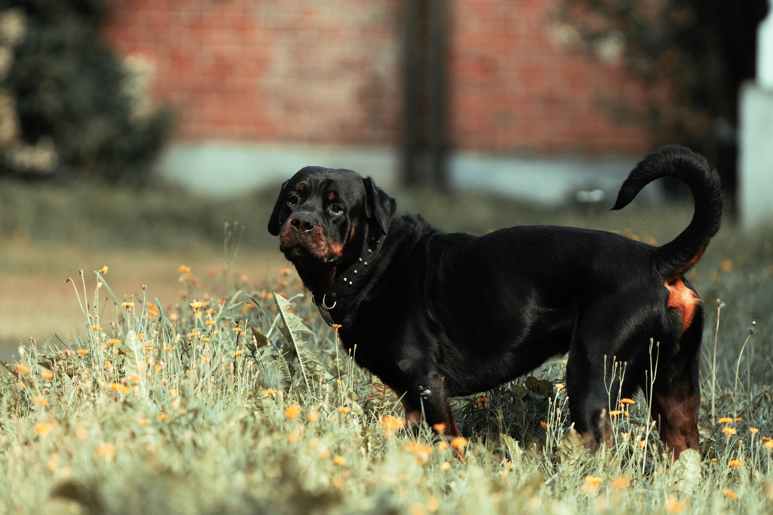 Eläimet. VEKE MEDIA