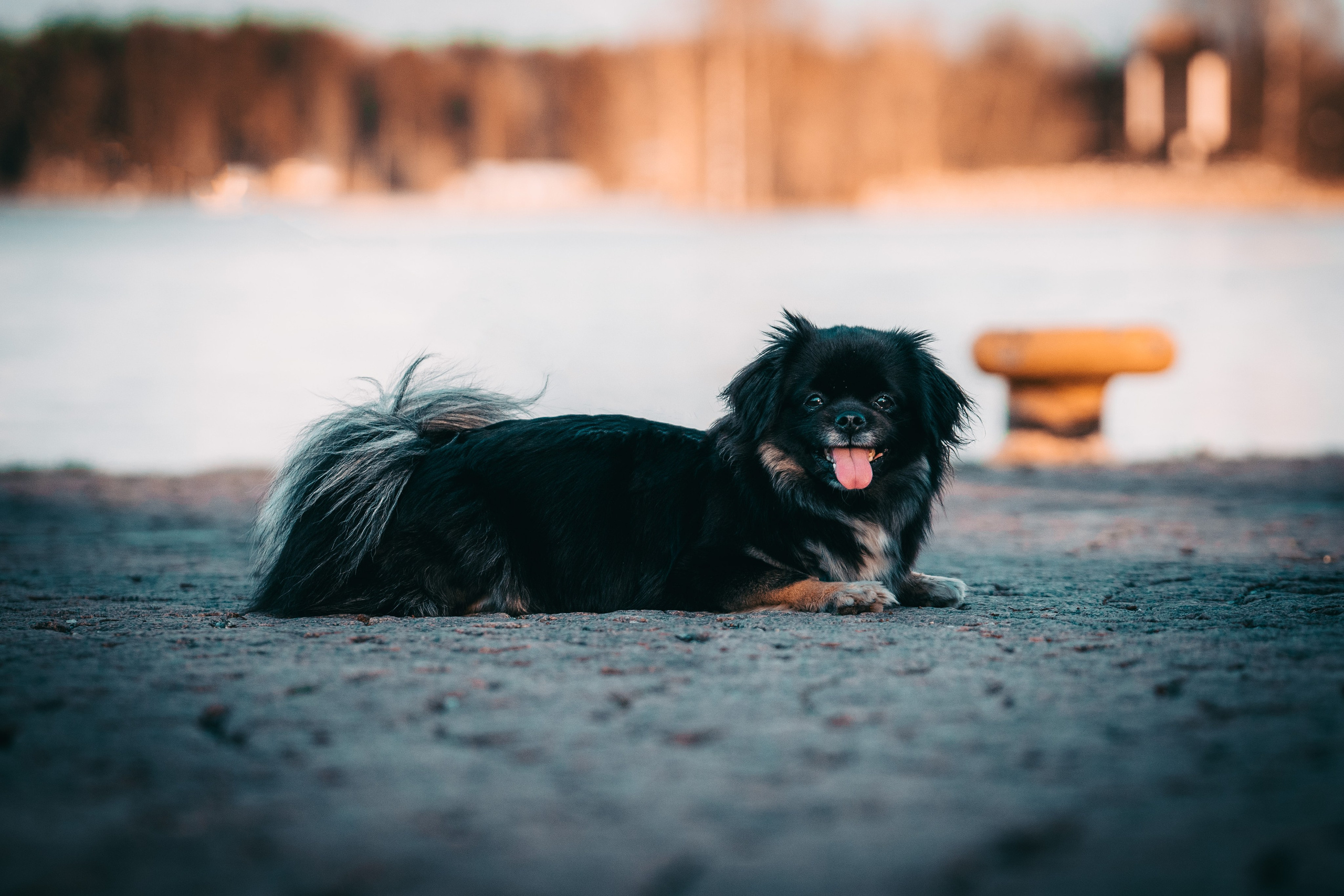 Eläimet. VEKE MEDIA