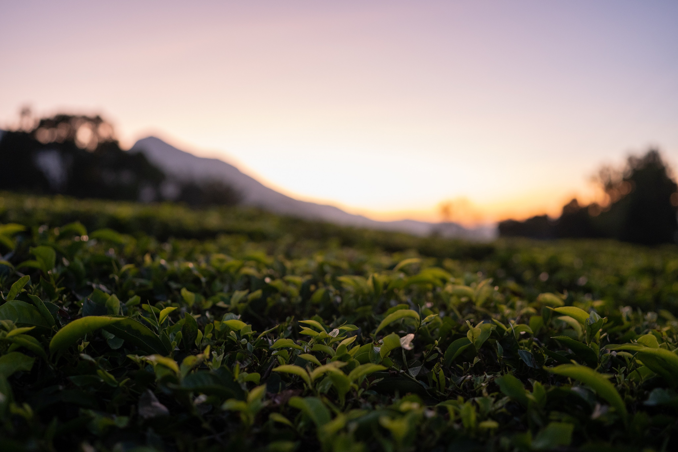 Greeshma & Vignesh. Agam Vizha
