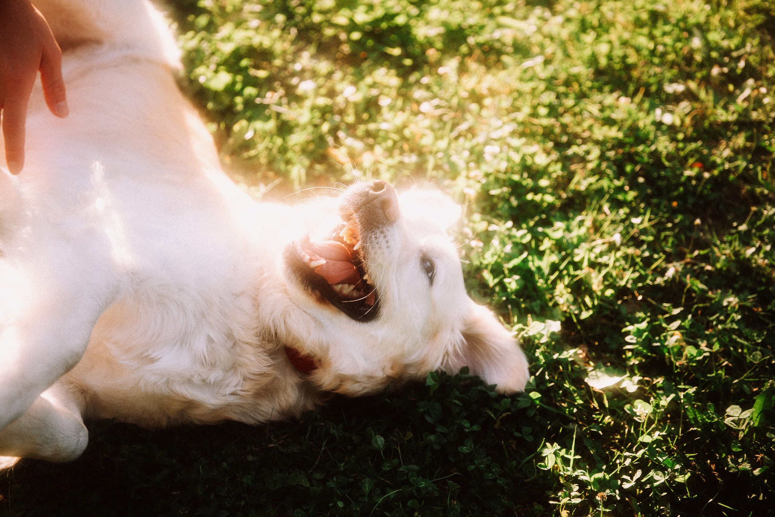 Olya + Sasha. Inna Mendelson — Photographer