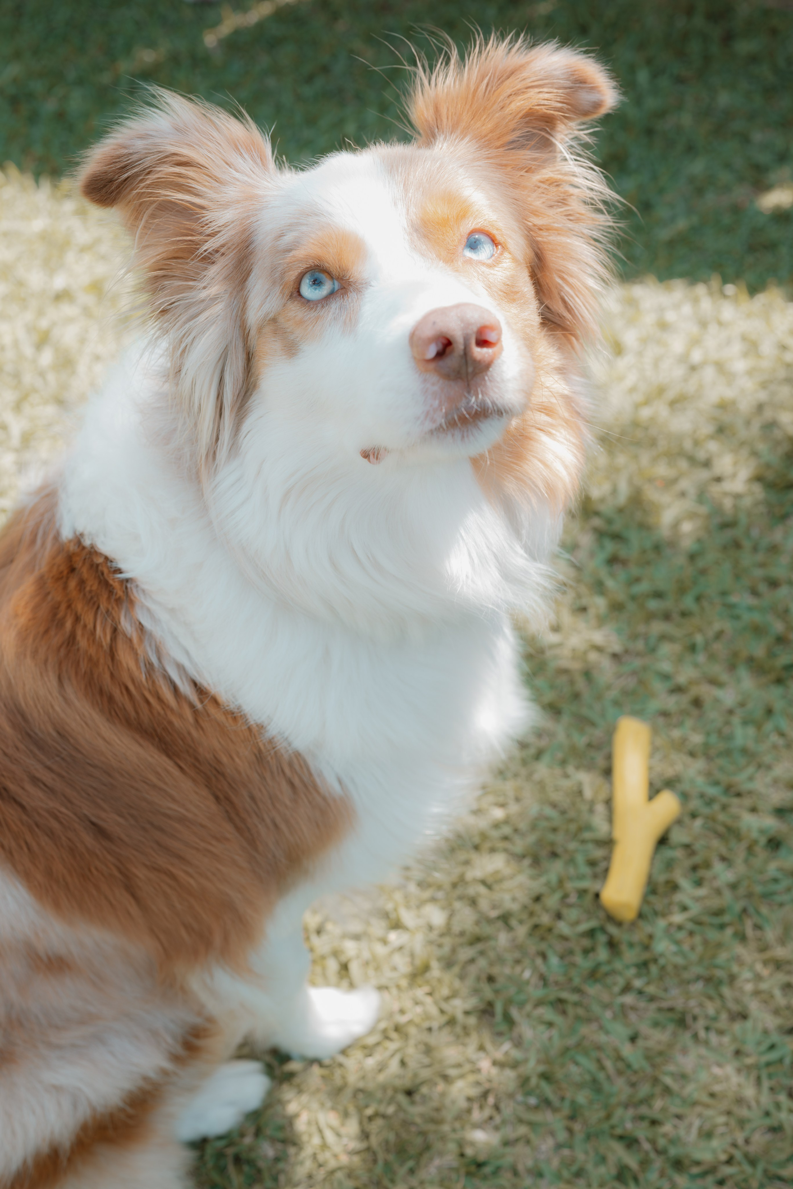 Goldies Collies — Pups. Natural and candid photography Jean Santiago