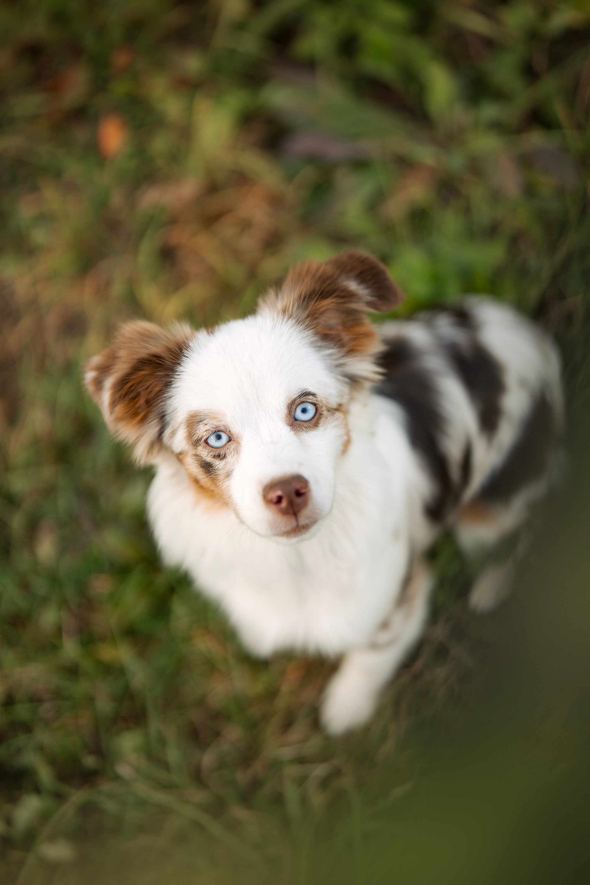 Elenos ir jos šuns Yummi fotosesija gamtoje Vilniuje. Vita Klimaševska ○ Fluffy Soulmate Photography