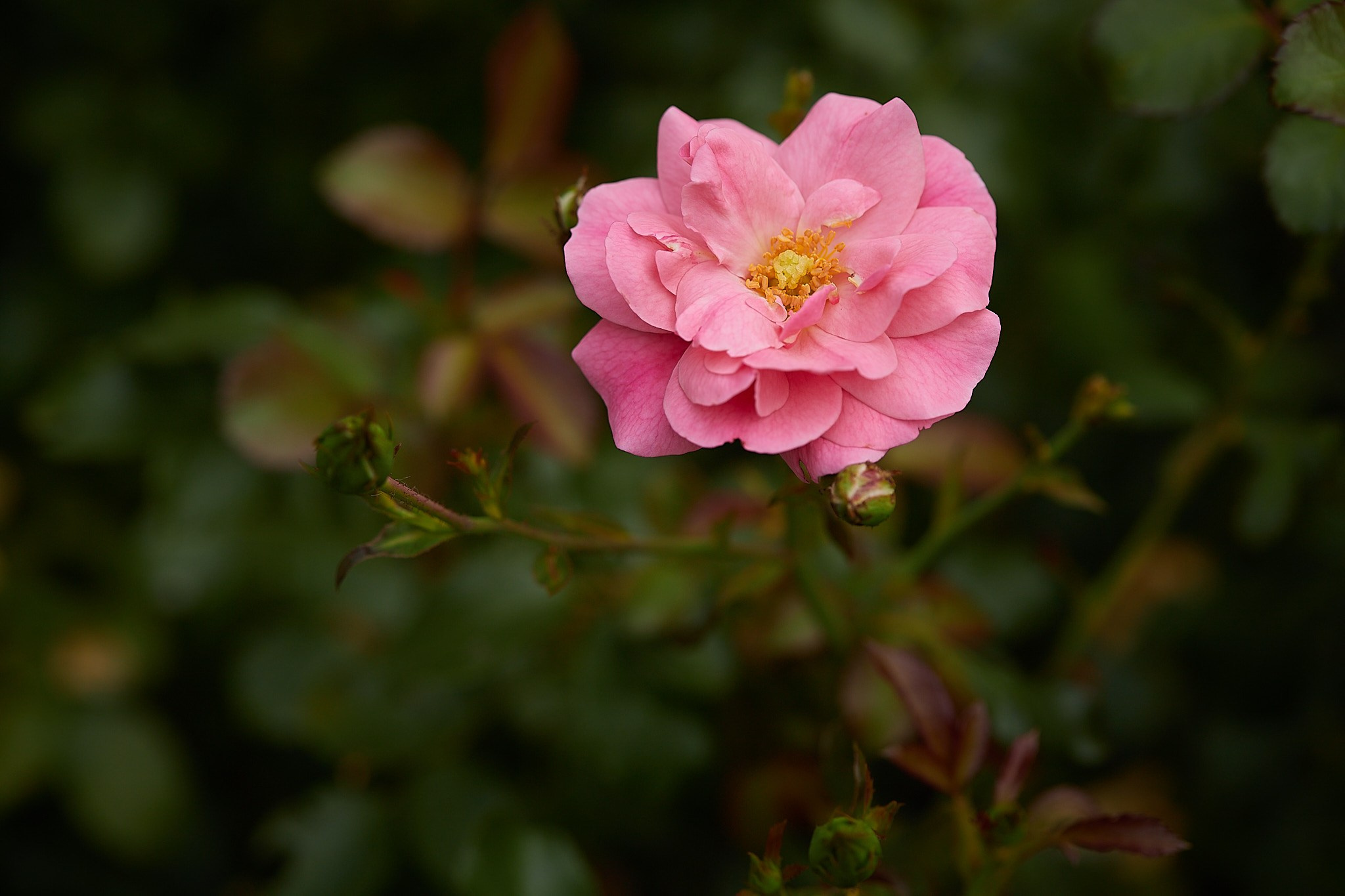 Flori. Pagina principală