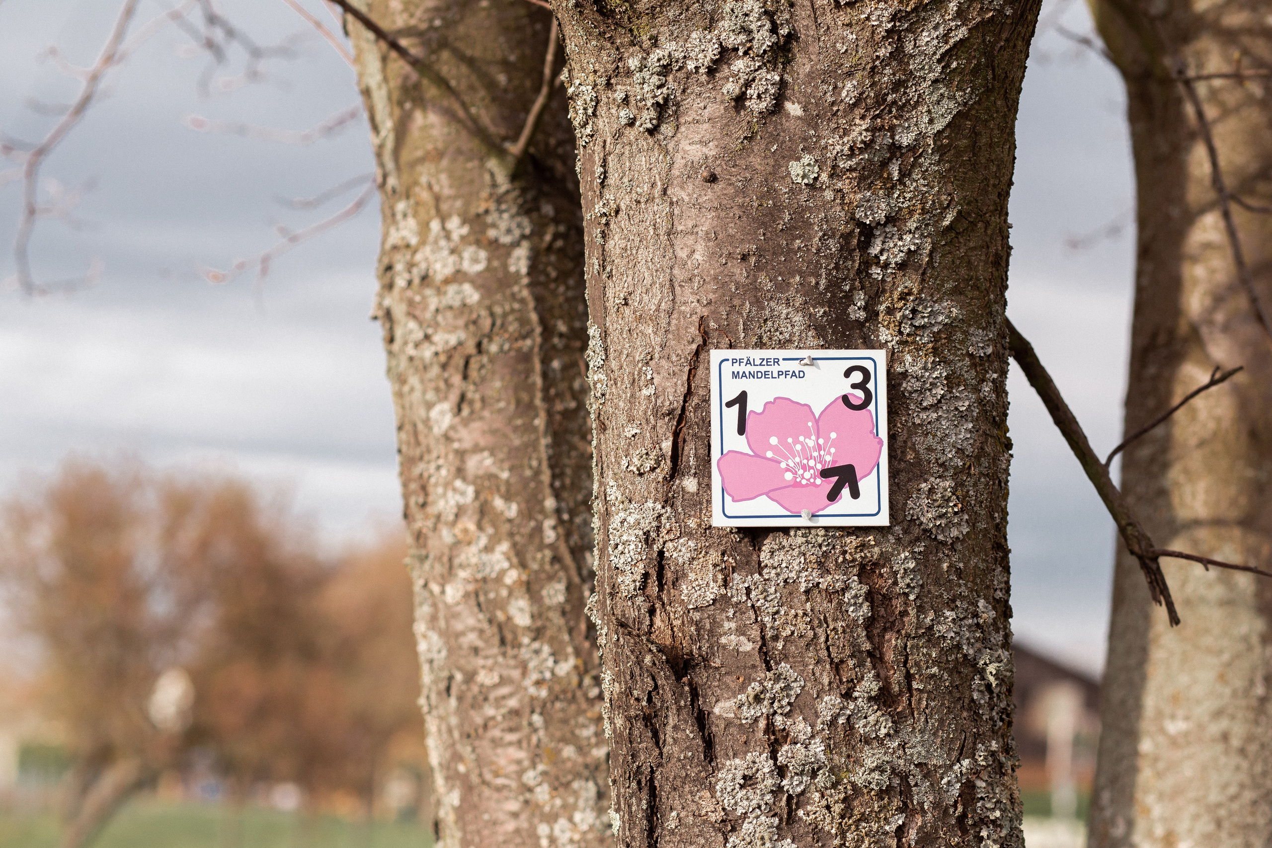 Цветущий миндаль в Пфальце. Фотограф в Германии — Мария Чистякова