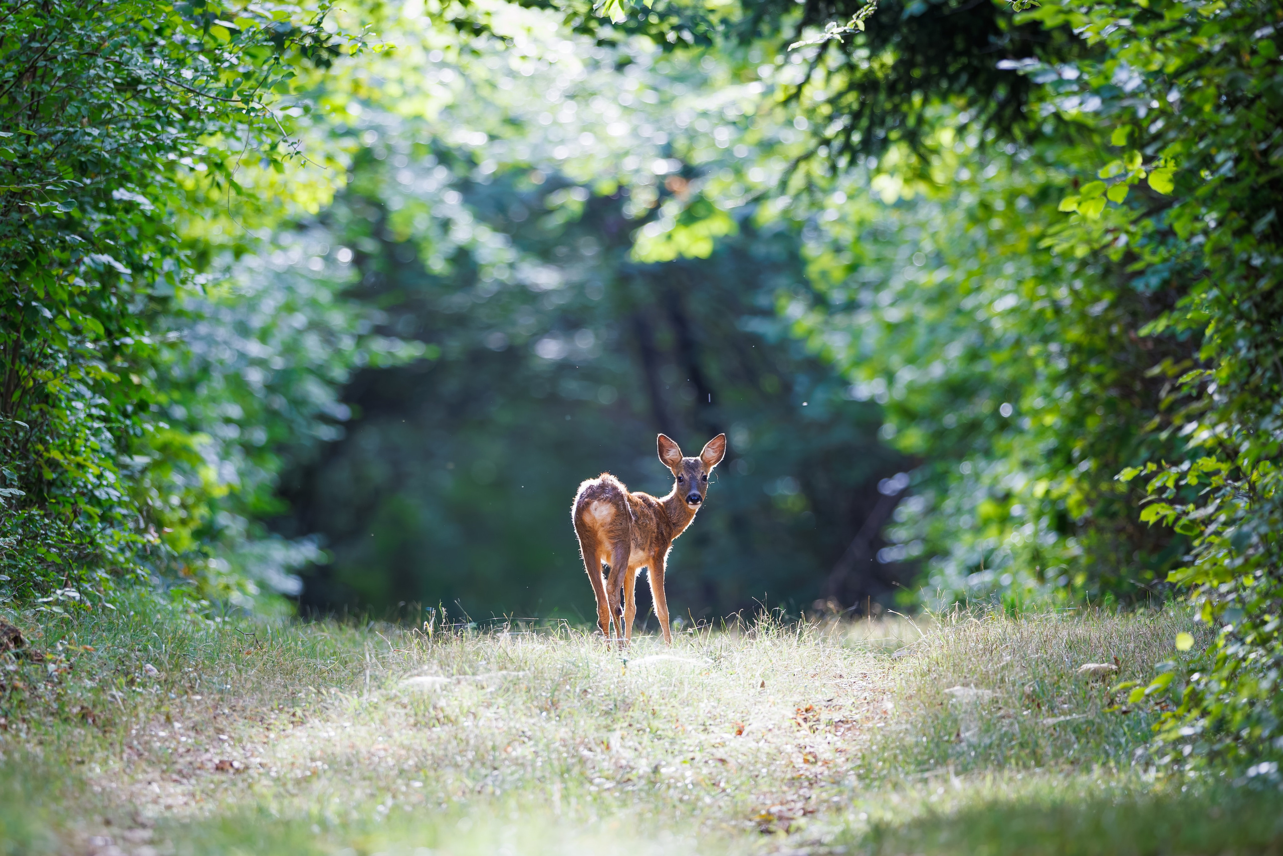 WILD NATURE. Elena Chistova