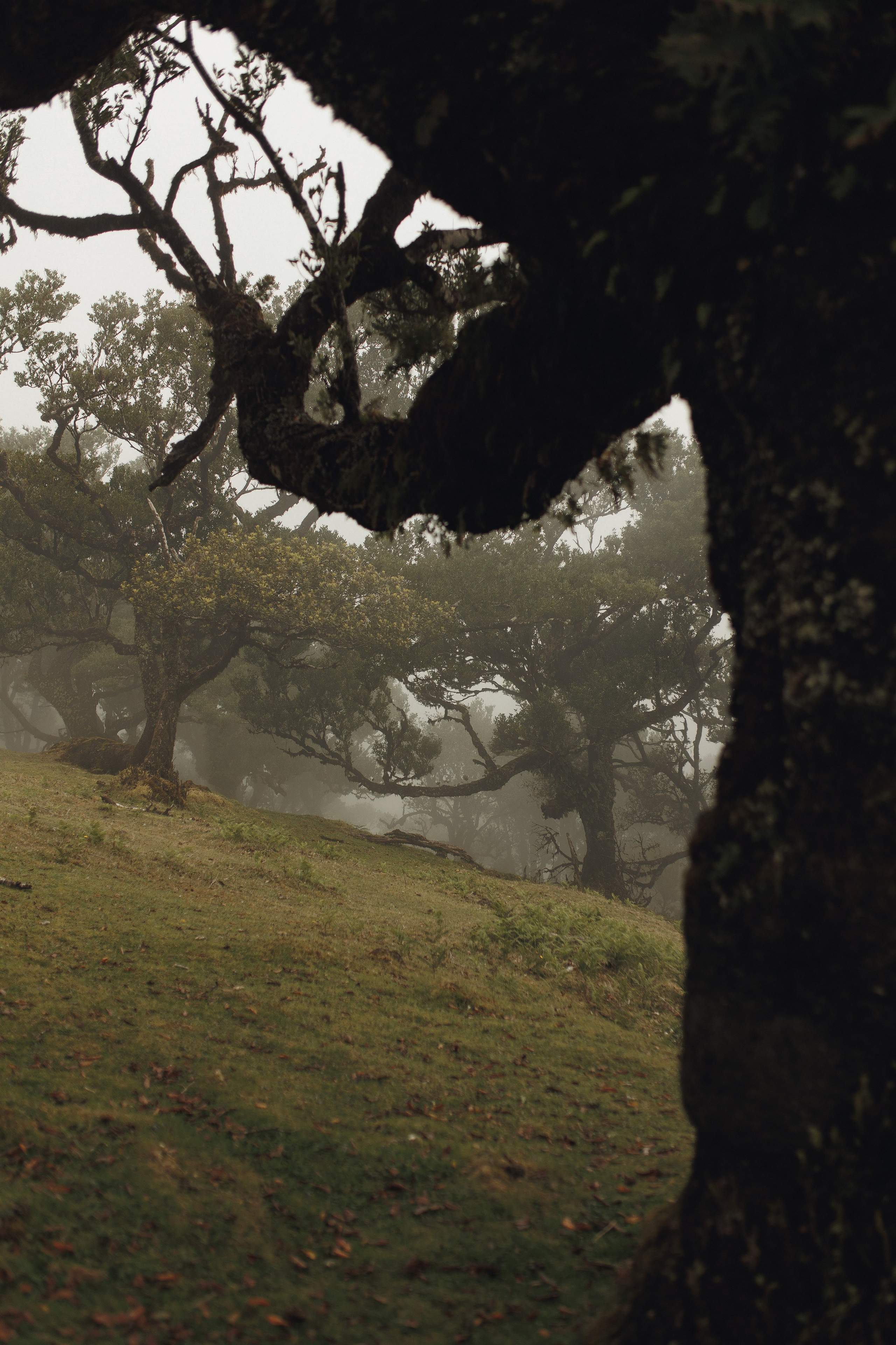 Elopement in Madeira | Mystical Forest of Fanal. Wedding photographer and videographer based in Timisoara, Romania