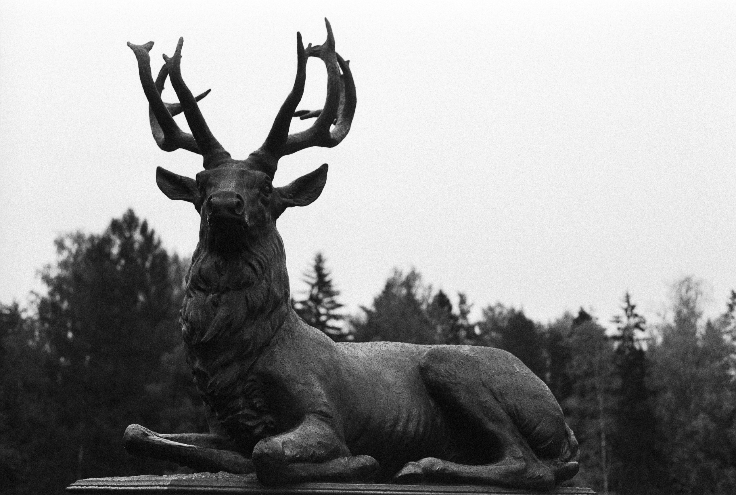 Black and white. Elena Zykova film photographer in London