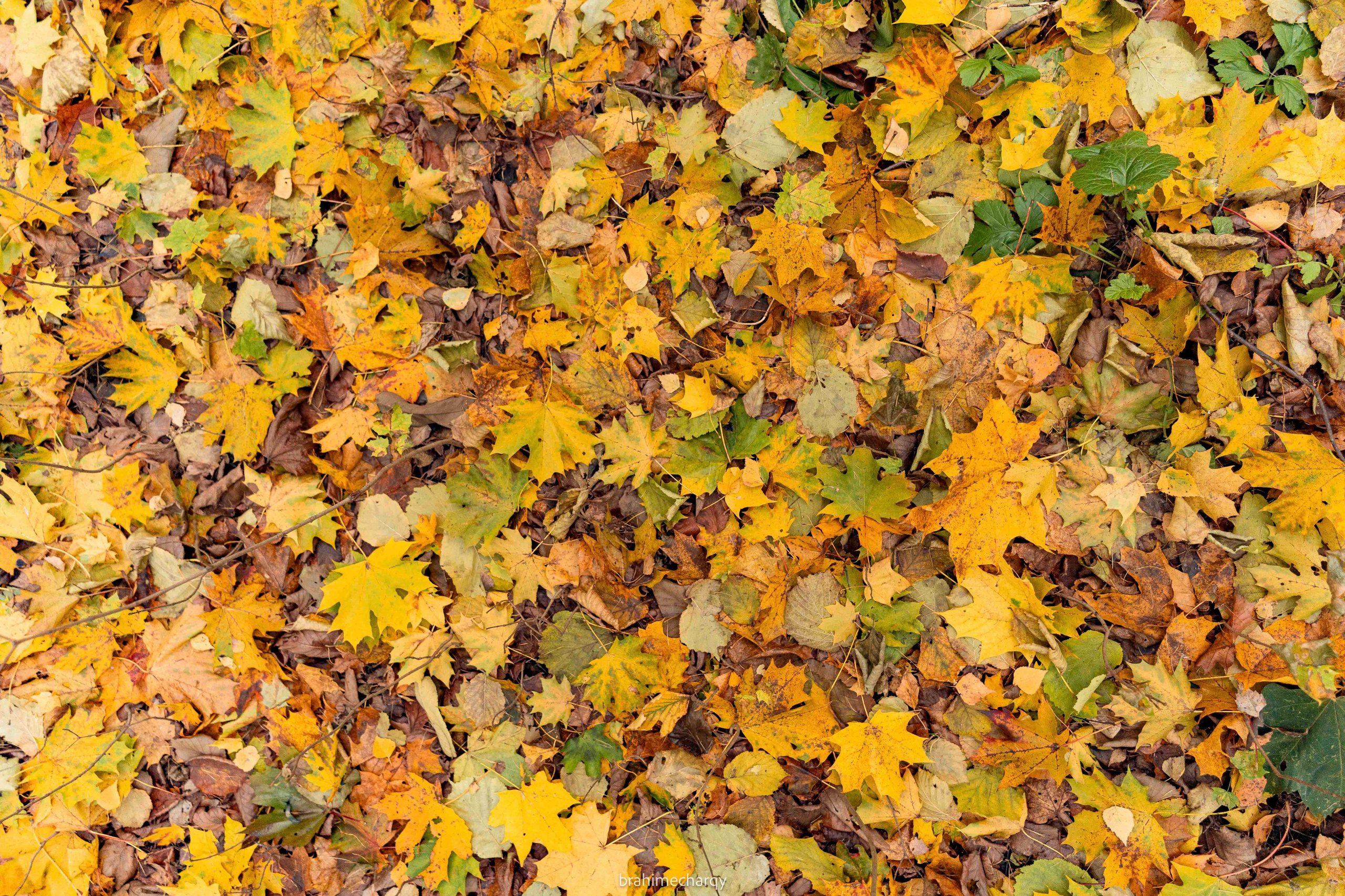 Фото. Брахим — фотограф