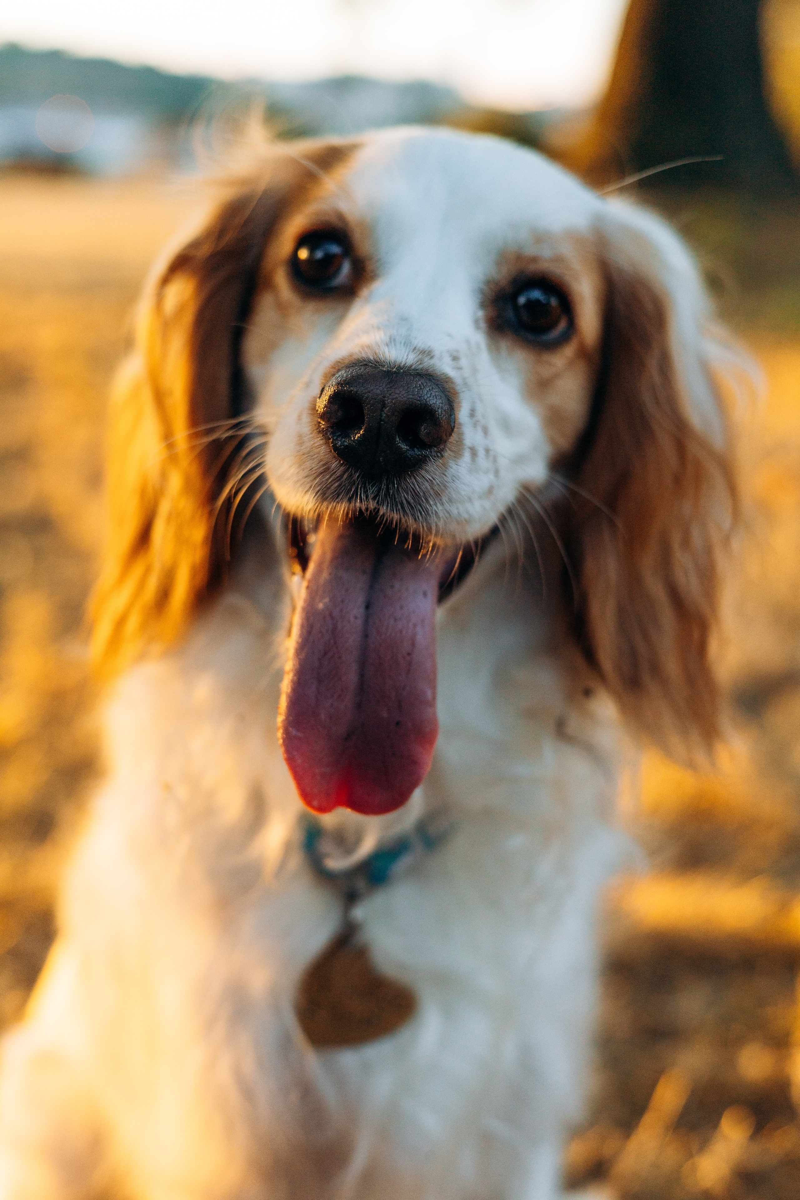 Софья и Арья. Фотограф-анималист | Белград