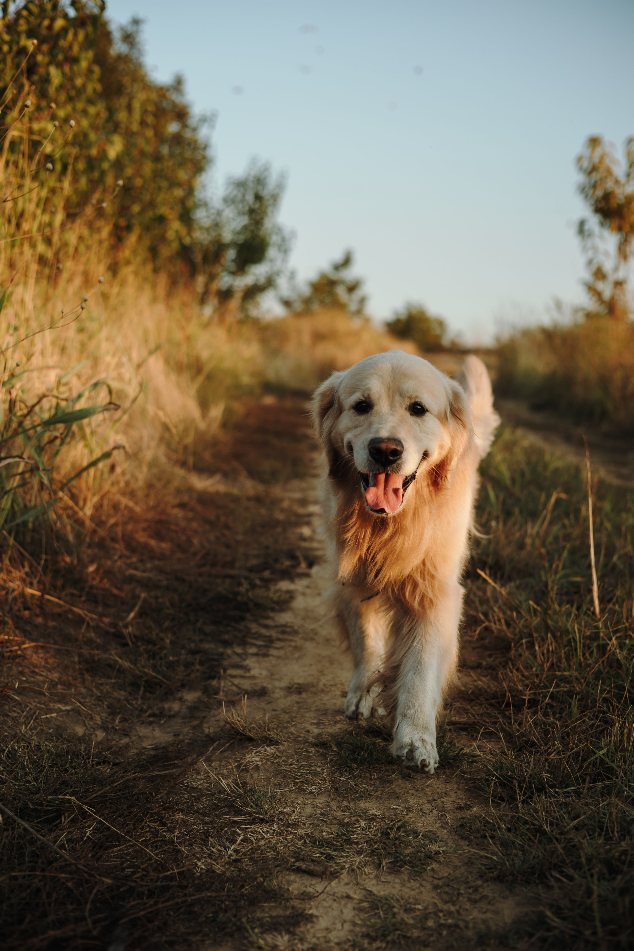 Катя и Бро. Фотограф-анималист | Белград