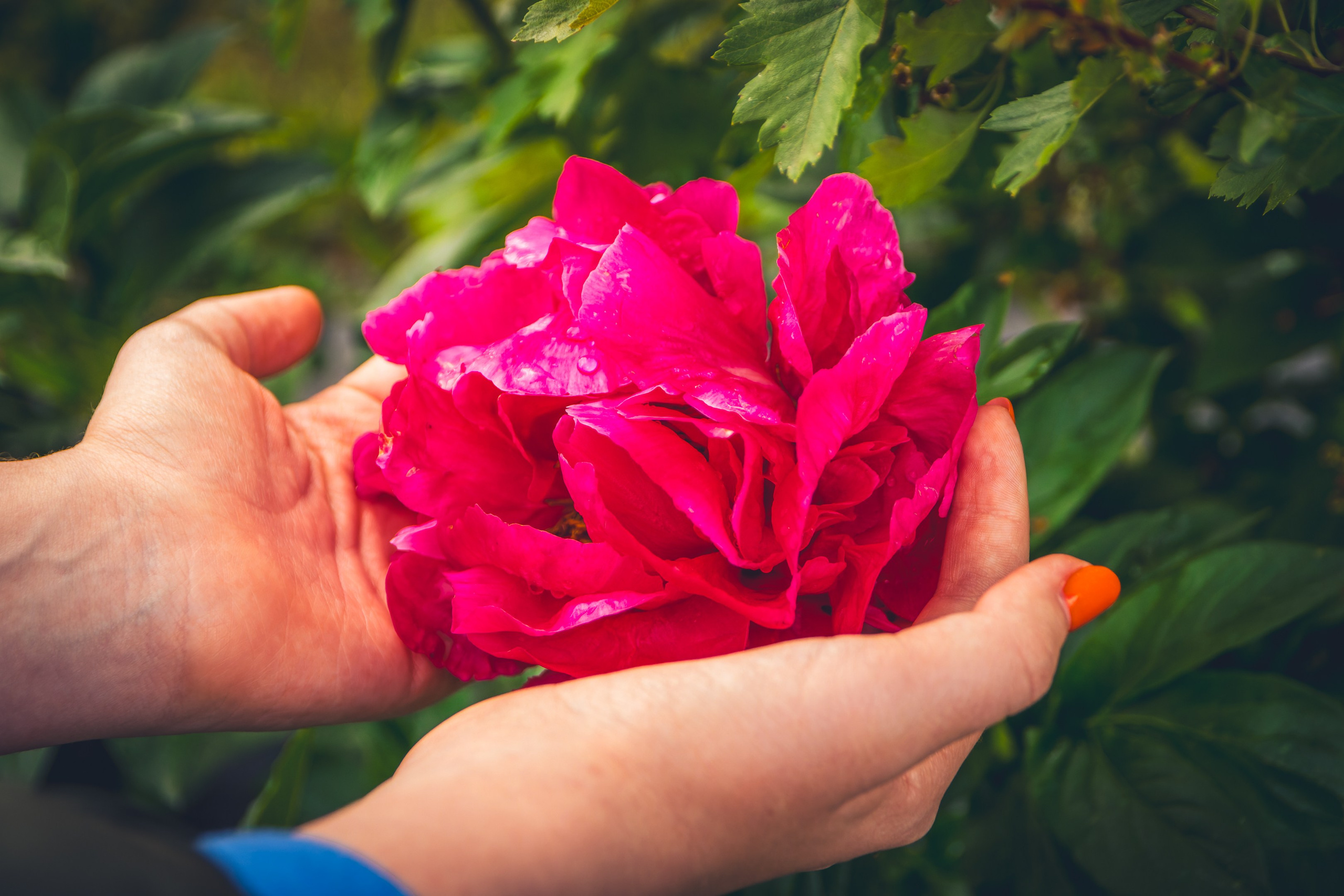 Saarema, reis. Nebula 25 — Fotod teie hingele